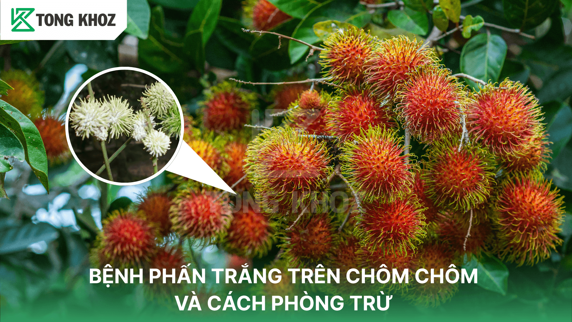 BỆNH PHẤN TRẮNG TRÊN CHÔM CHÔM VÀ CÁCH PHÒNG TRỪ
