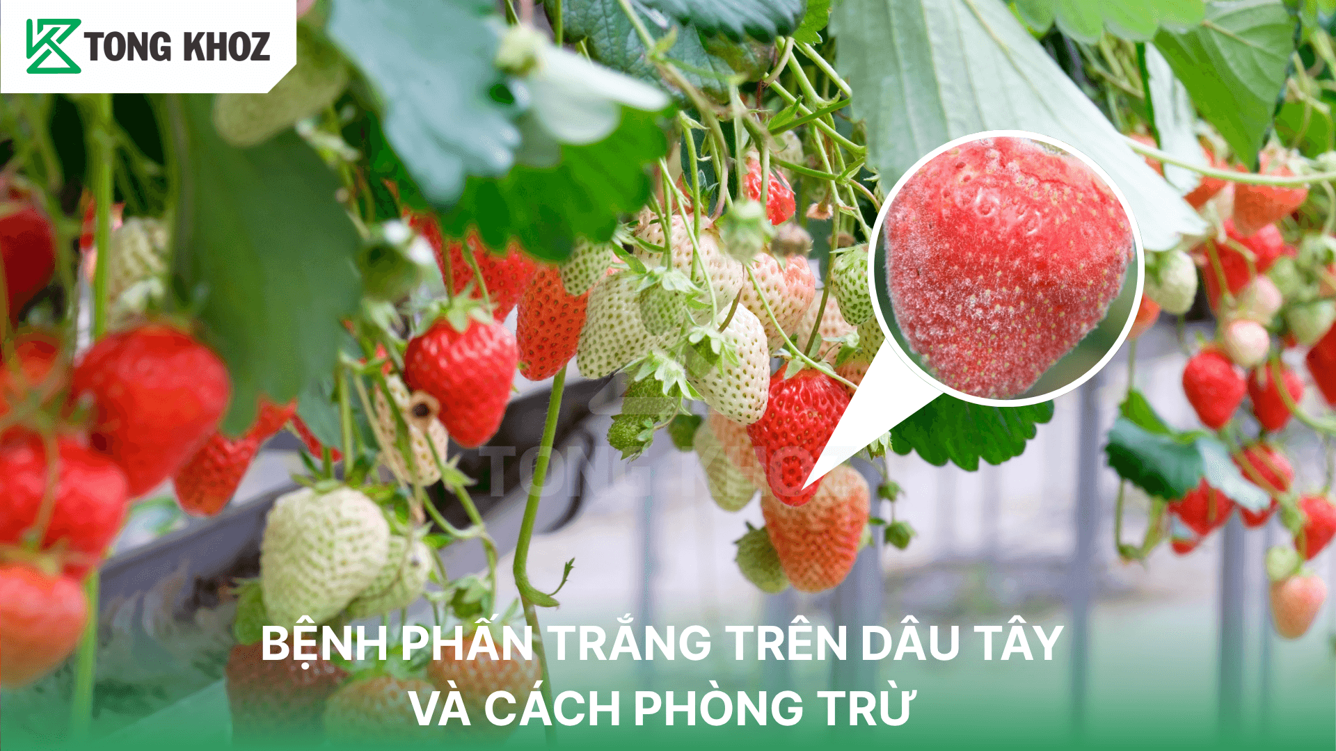 BỆNH PHẤN TRẮNG TRÊN DÂU TÂY VÀ CÁCH PHÒNG TRỪ