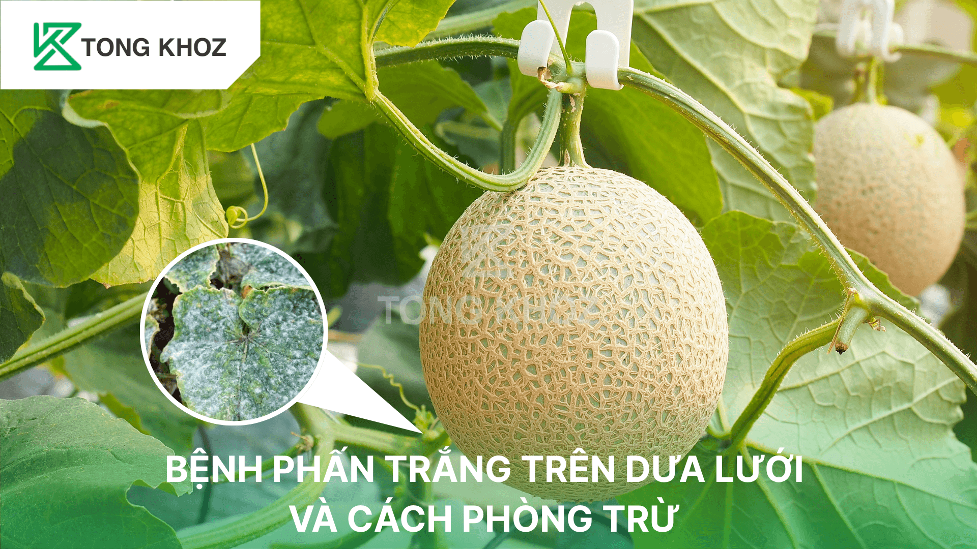 BỆNH PHẤN TRẮNG TRÊN DƯA LƯỚI VÀ CÁCH PHÒNG TRỪ