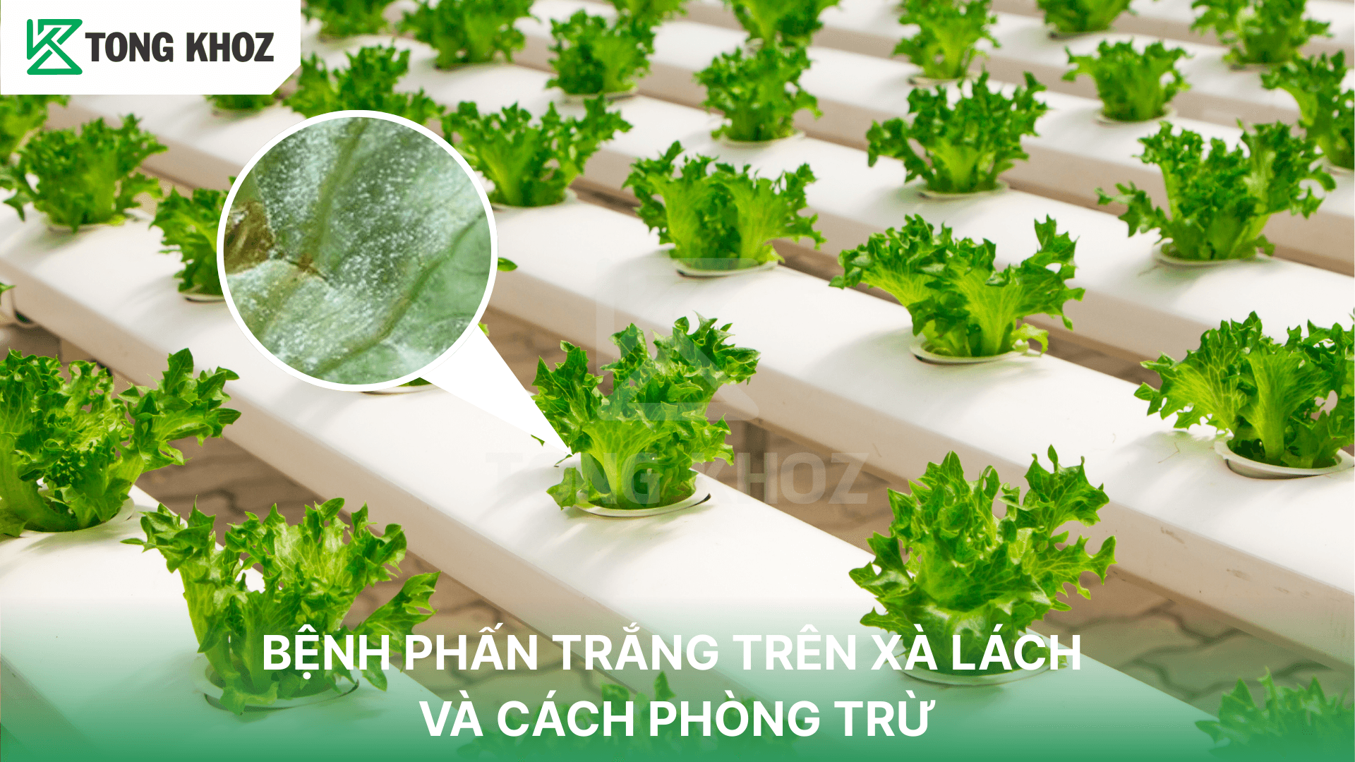 BỆNH PHẤN TRẮNG TRÊN XÀ LÁCH VÀ CÁCH PHÒNG TRỪ