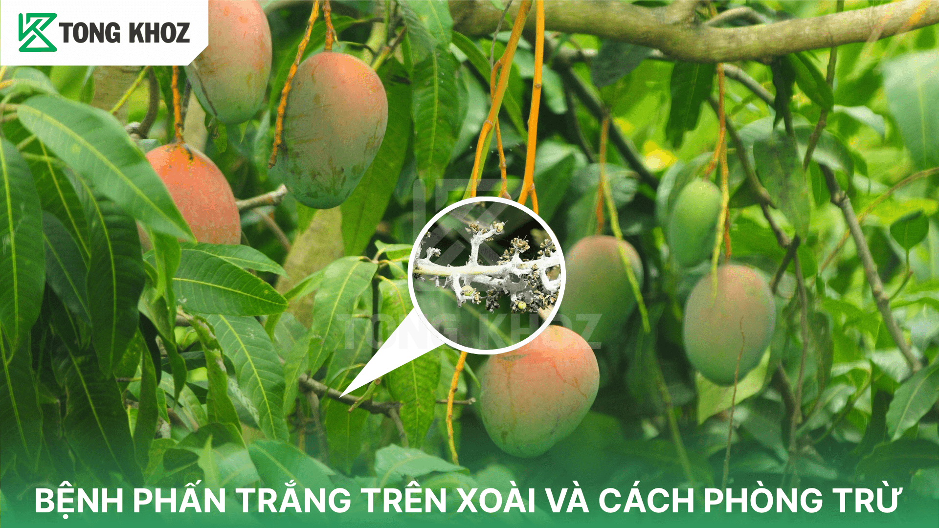 BỆNH PHẤN TRẮNG TRÊN XOÀI VÀ CÁCH PHÒNG TRỪ