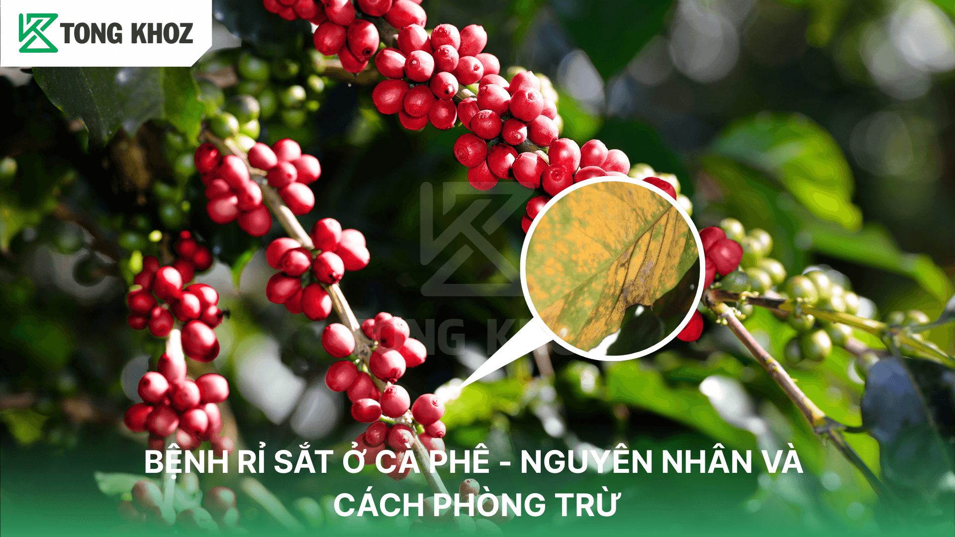 BỆNH RỈ SẮT TRÊN CÀ PHÊ – NGUYÊN NHÂN VÀ CÁCH PHÒNG TRỪ