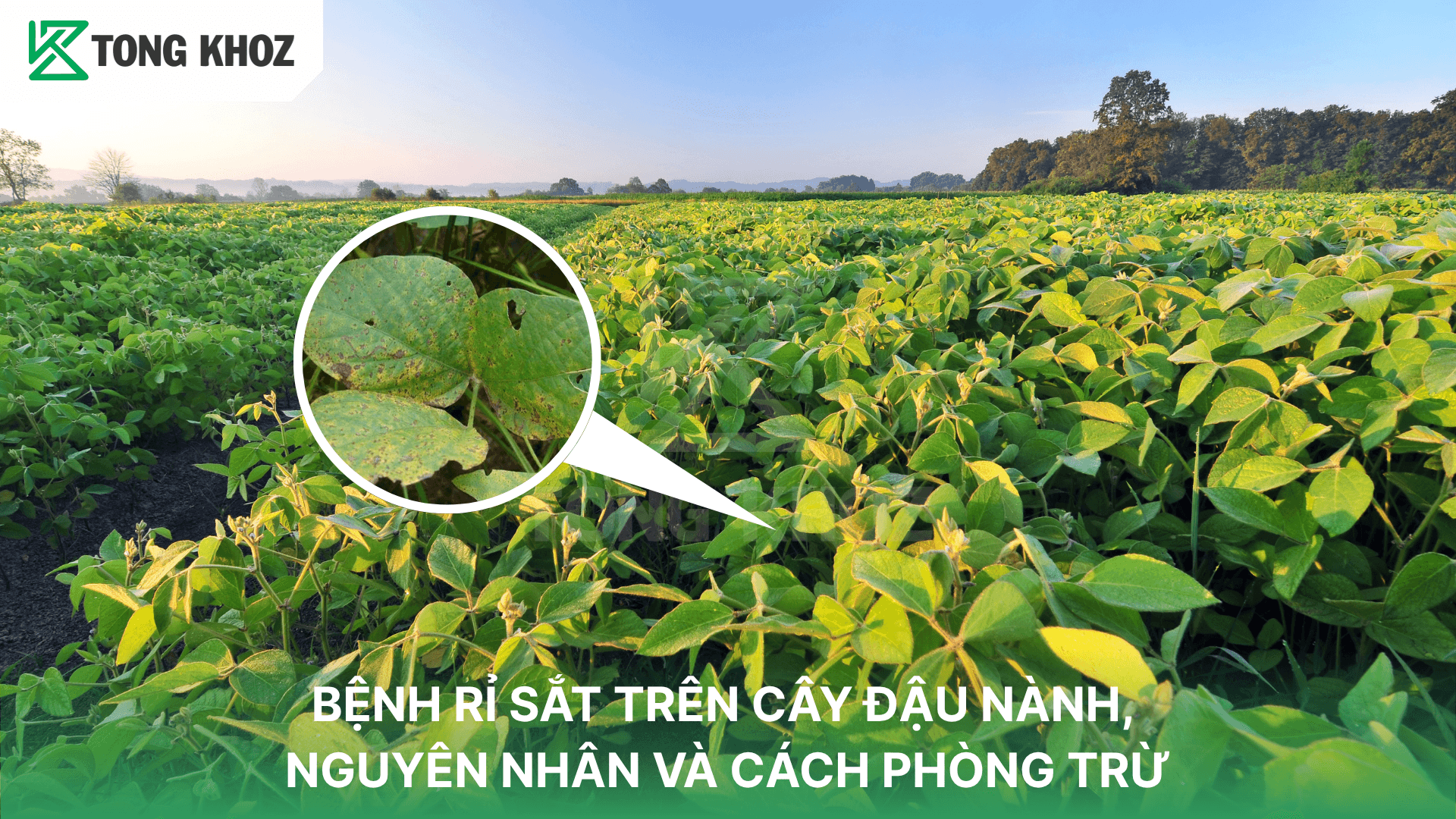 BỆNH RỈ SẮT TRÊN CÂY ĐẬU NÀNH, NGUYÊN NHÂN VÀ CÁCH PHÒNG TRỪ