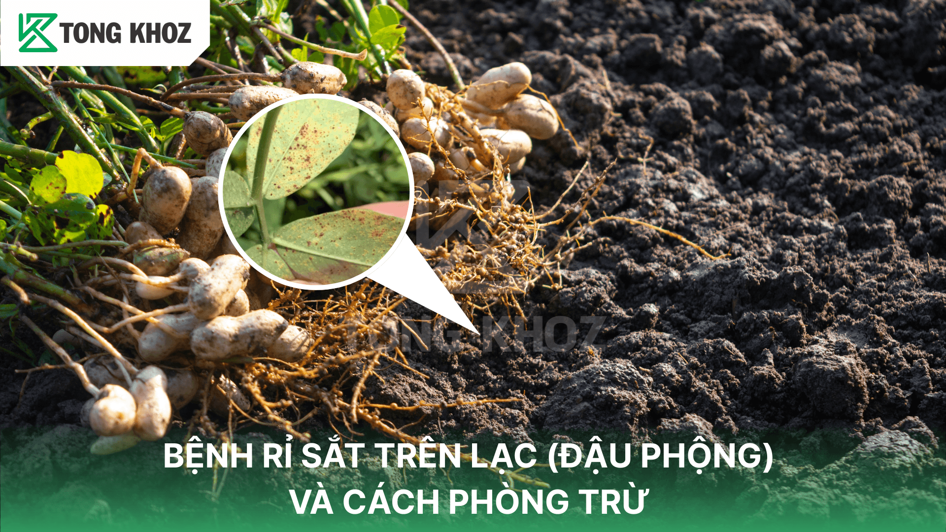 BỆNH RỈ SẮT TRÊN LẠC (ĐẬU PHỘNG) VÀ CÁCH PHÒNG TRỪ
