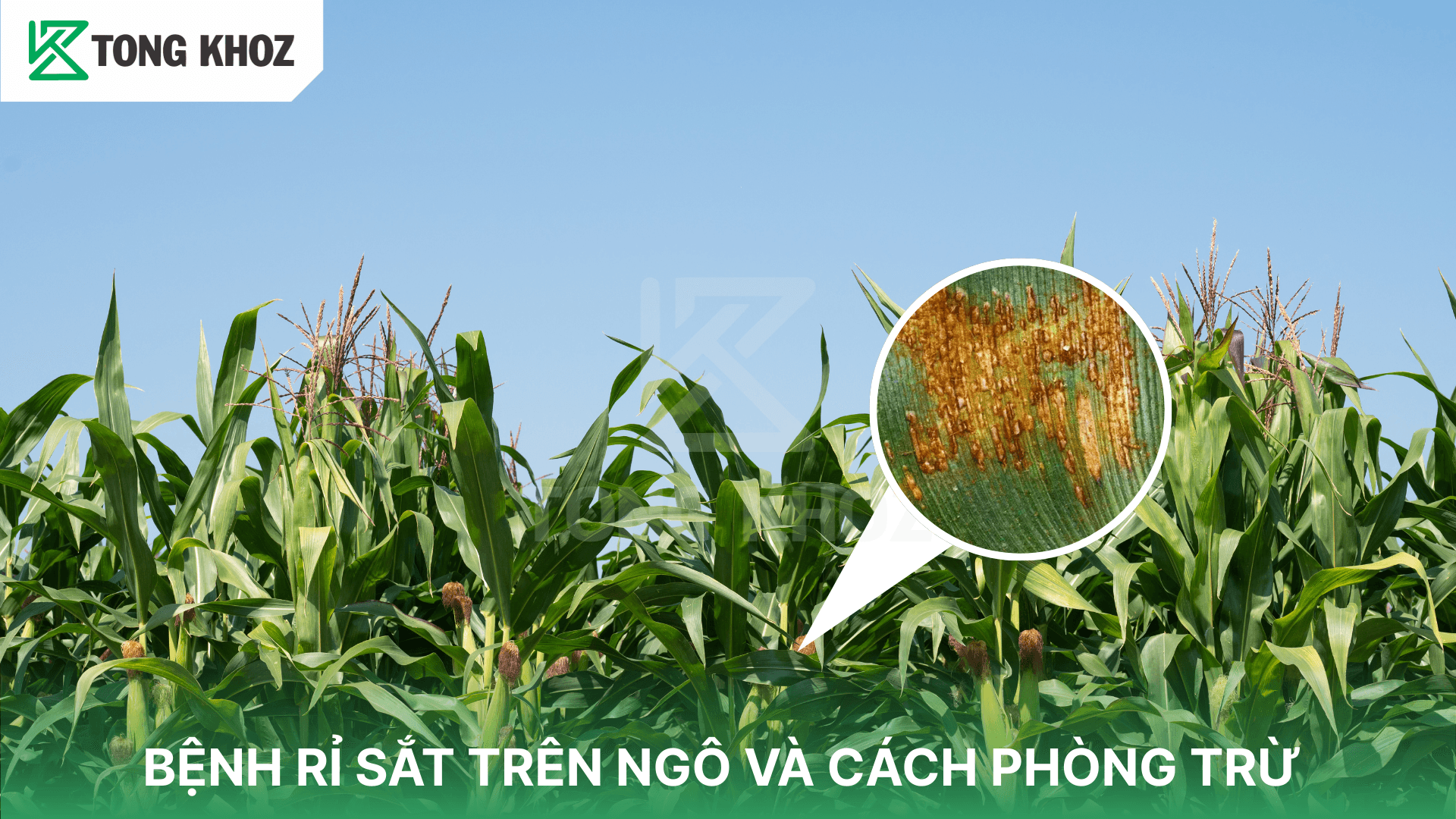 BỆNH RỈ SẮT TRÊN NGÔ VÀ CÁCH PHÒNG TRỪ