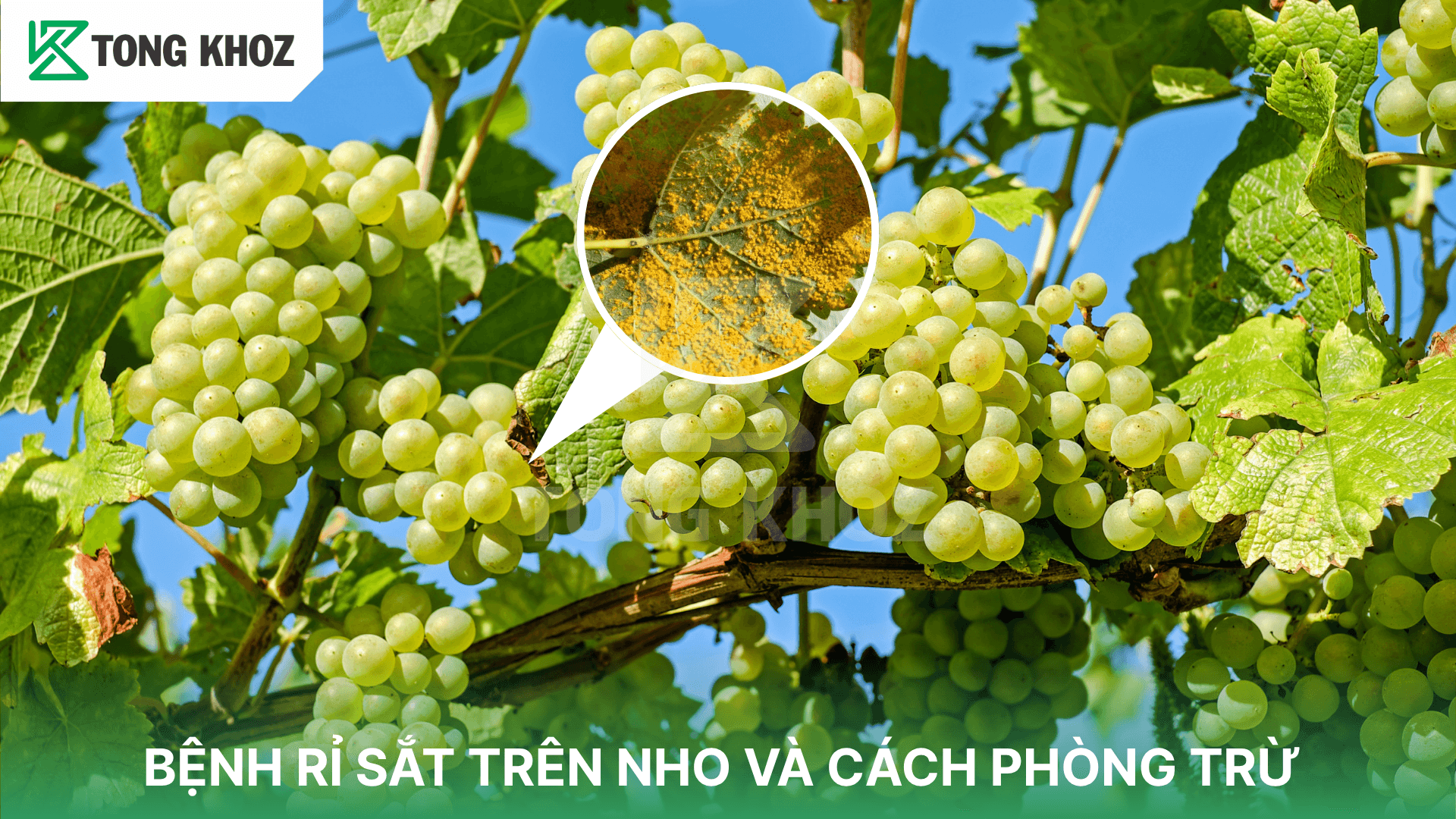 BỆNH RỈ SẮT TRÊN NHO VÀ CÁCH PHÒNG TRỪ
