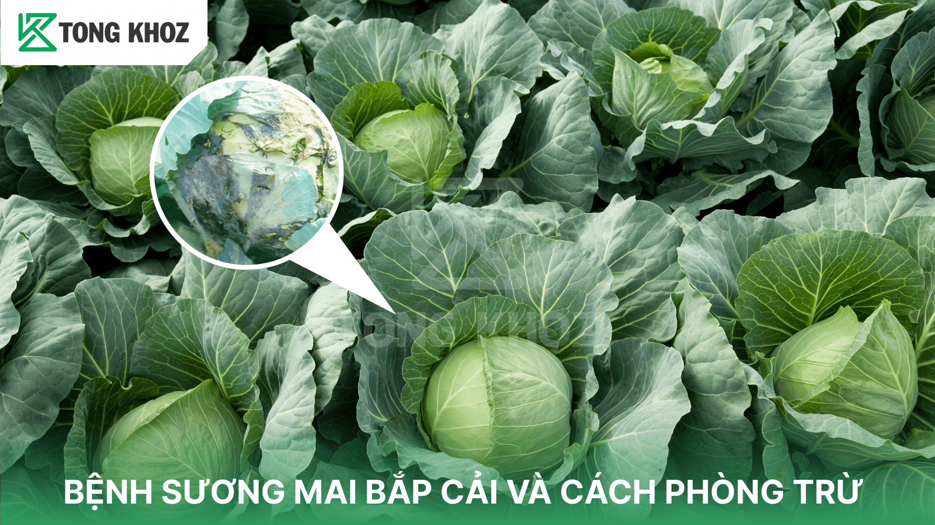 BỆNH SƯƠNG MAI BẮP CẢI VÀ CÁCH PHÒNG TRỪ