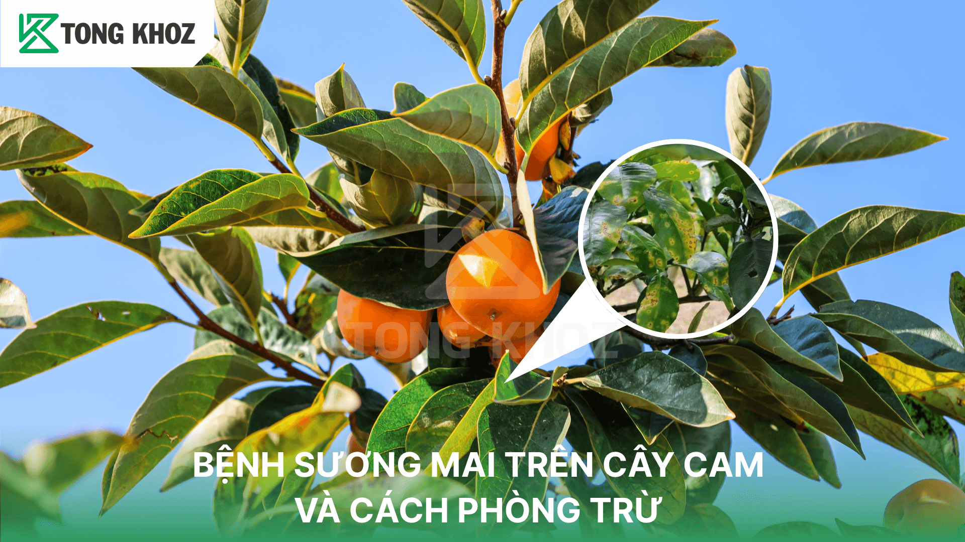 BỆNH SƯƠNG MAI TRÊN CAM VÀ CÁCH PHÒNG TRỪ