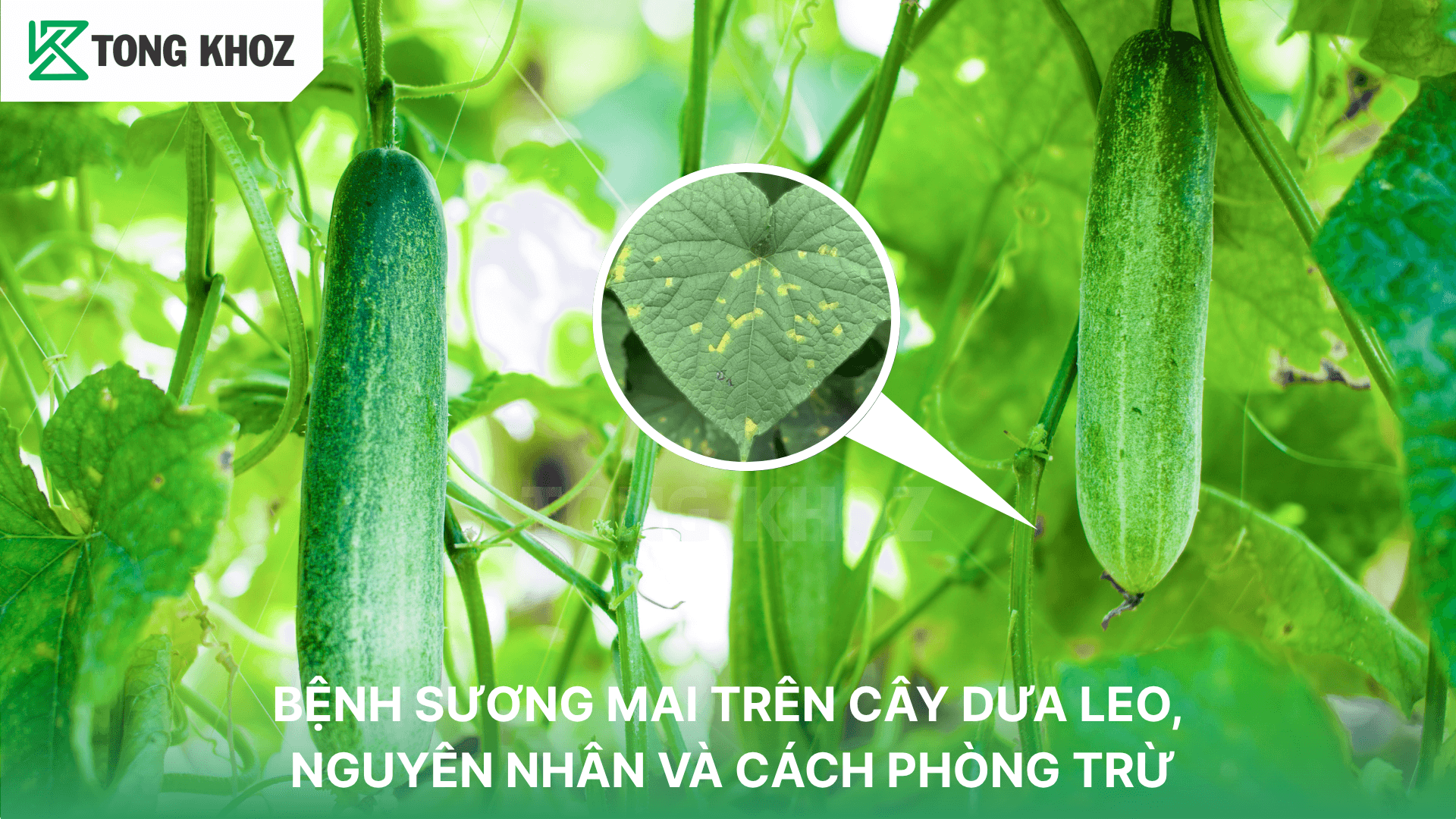 BỆNH SƯƠNG MAI TRÊN DƯA LEO, NGUYÊN NHÂN VÀ CÁCH PHÒNG TRỪ