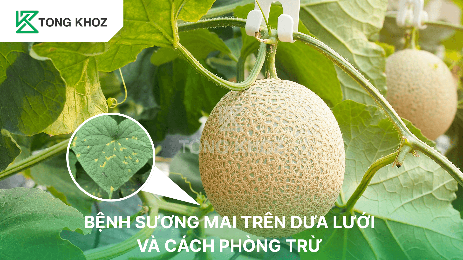 BỆNH SƯƠNG MAI TRÊN DƯA LƯỚI VÀ CÁCH PHÒNG TRỪ