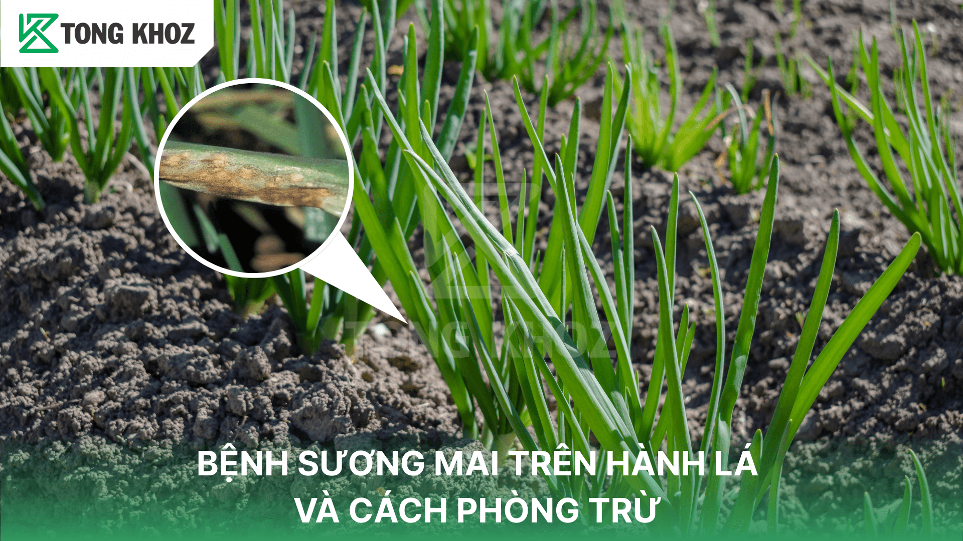 BỆNH SƯƠNG MAI TRÊN HÀNH LÁ VÀ CÁCH PHÒNG TRỪ