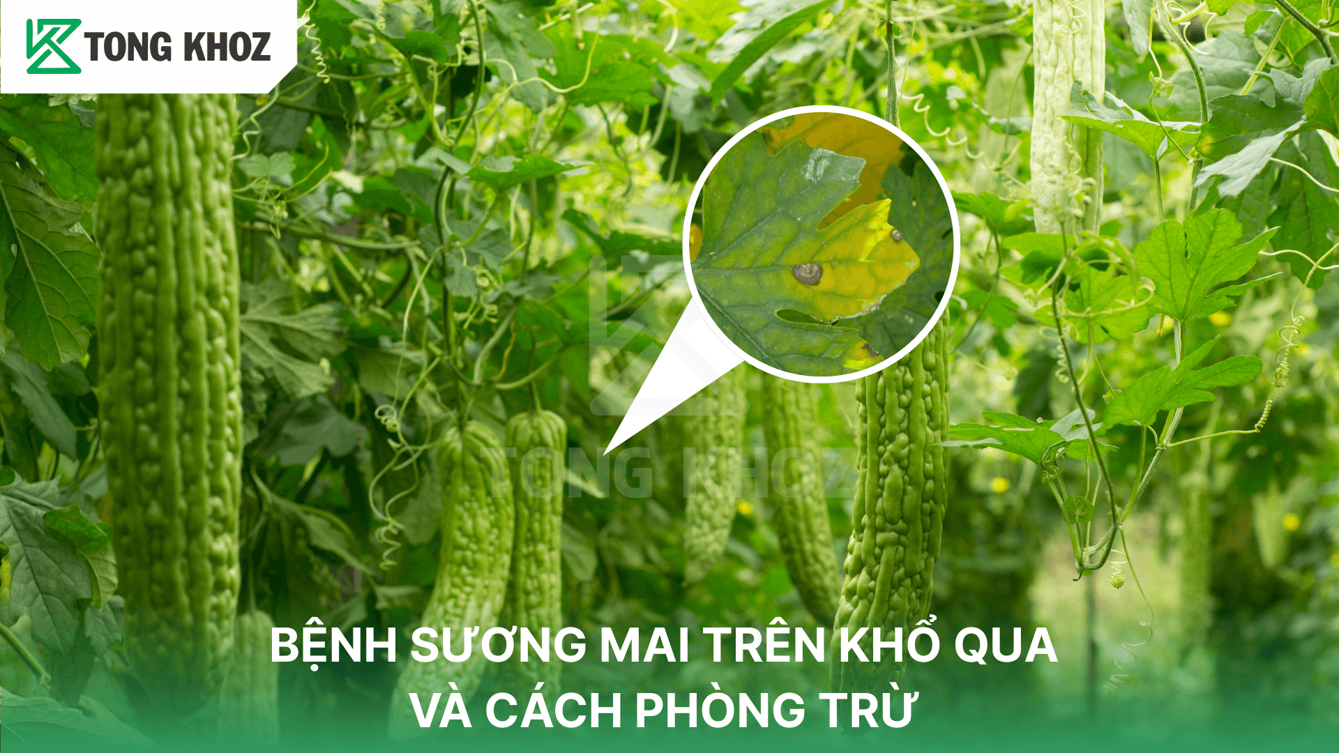 BỆNH SƯƠNG MAI TRÊN KHỔ QUA VÀ CÁCH PHÒNG TRỪ