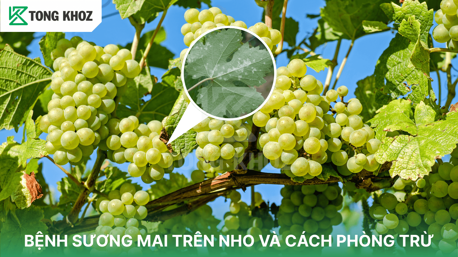 BỆNH SƯƠNG MAI TRÊN NHO VÀ CÁCH PHÒNG TRỪ