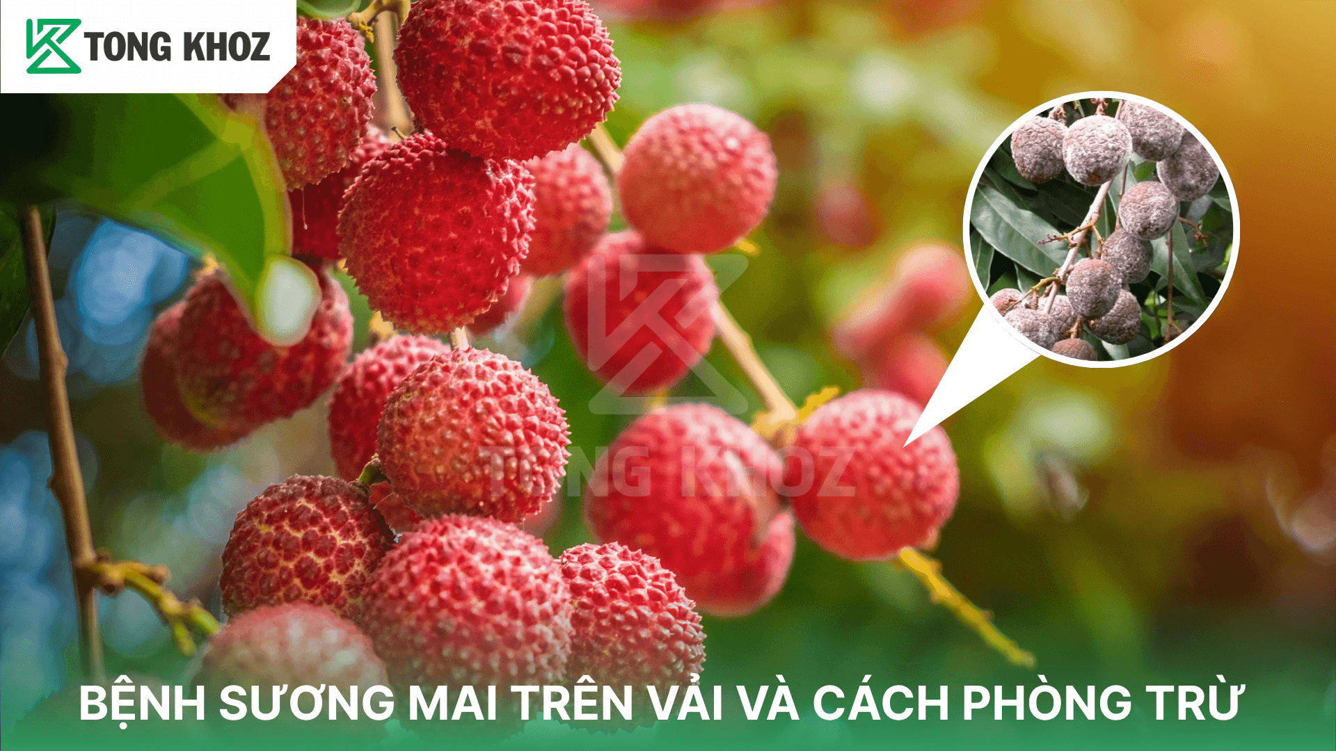 BỆNH SƯƠNG MAI TRÊN VẢI VÀ CÁCH PHÒNG TRỪ