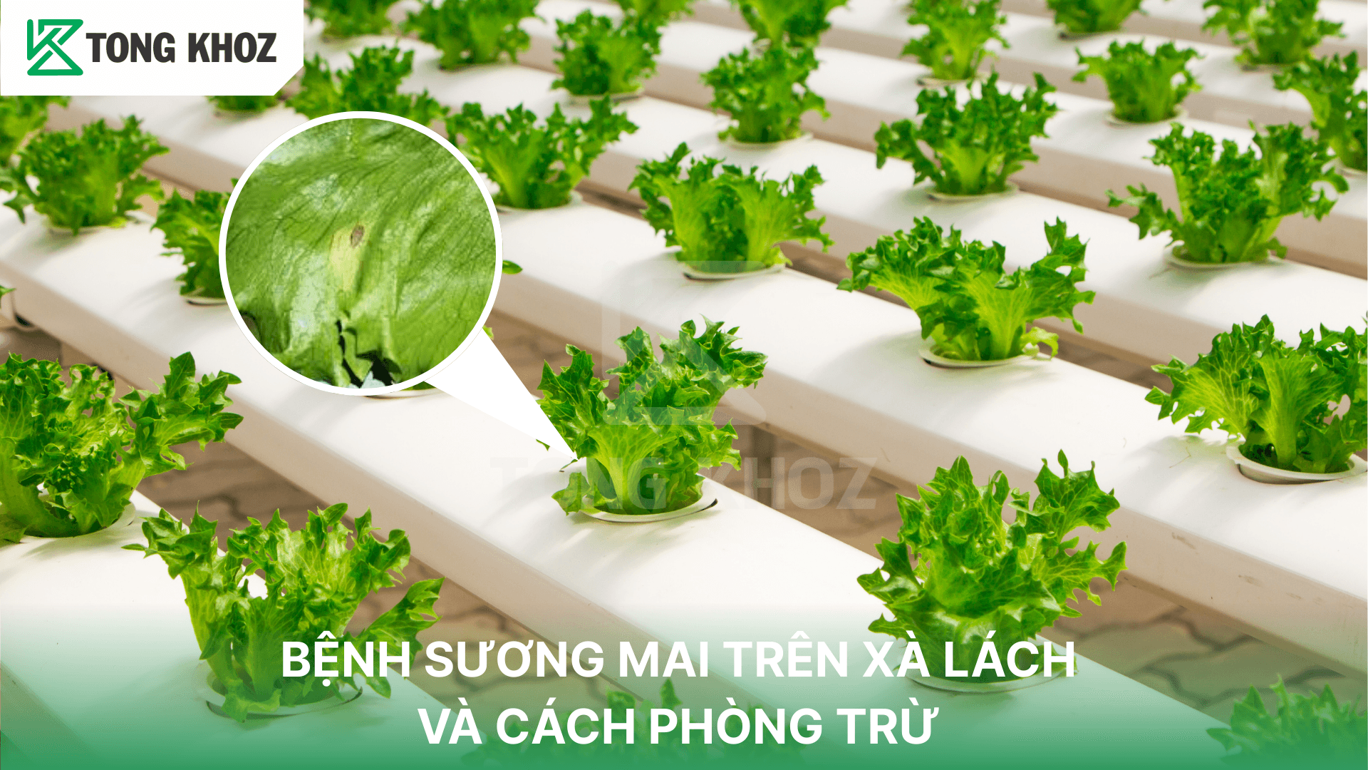 BỆNH SƯƠNG MAI TRÊN XÀ LÁCH VÀ CÁCH PHÒNG TRỪ