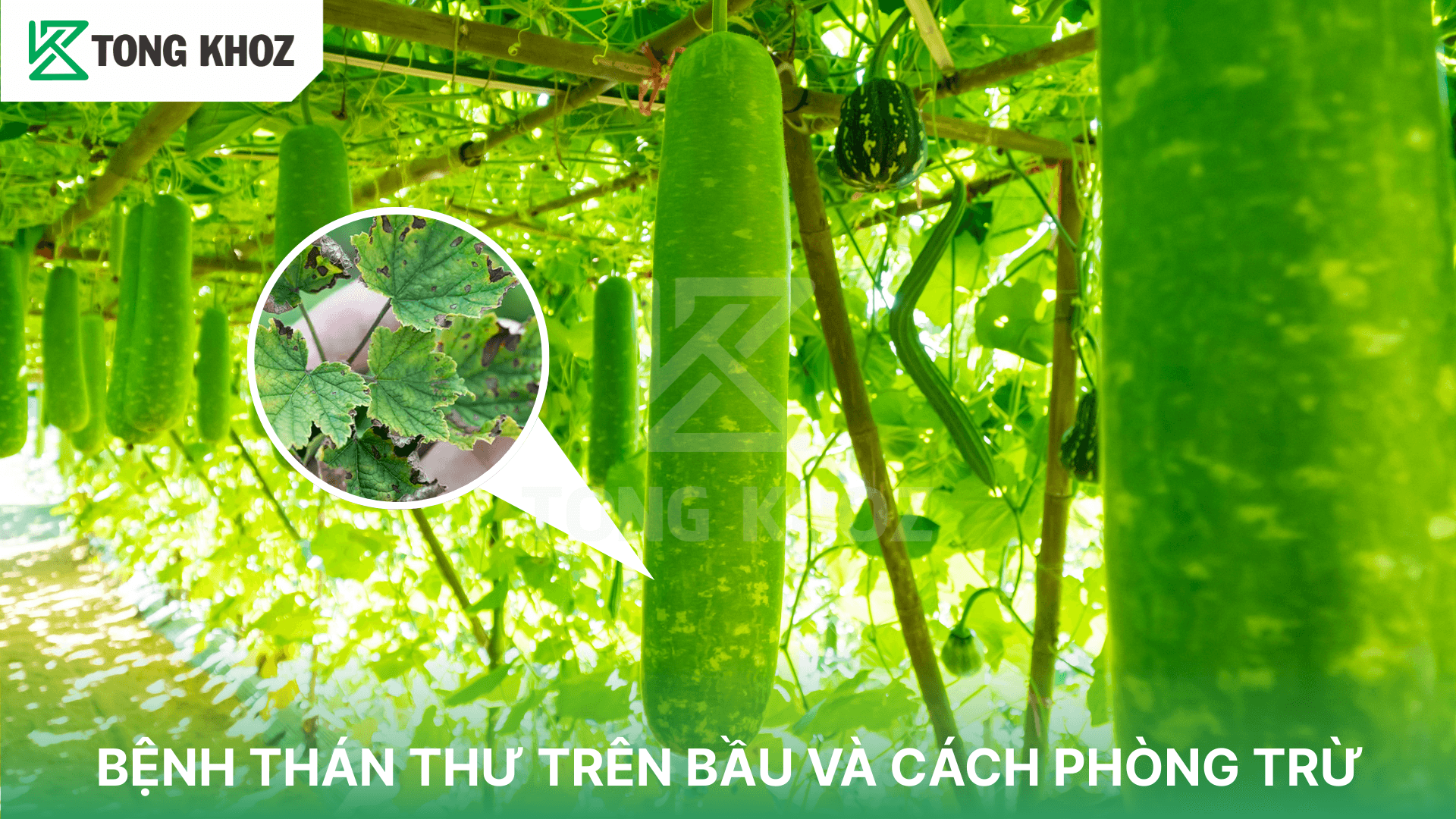 BỆNH THÁN THƯ TRÊN BẦU VÀ CÁCH PHÒNG TRỪ