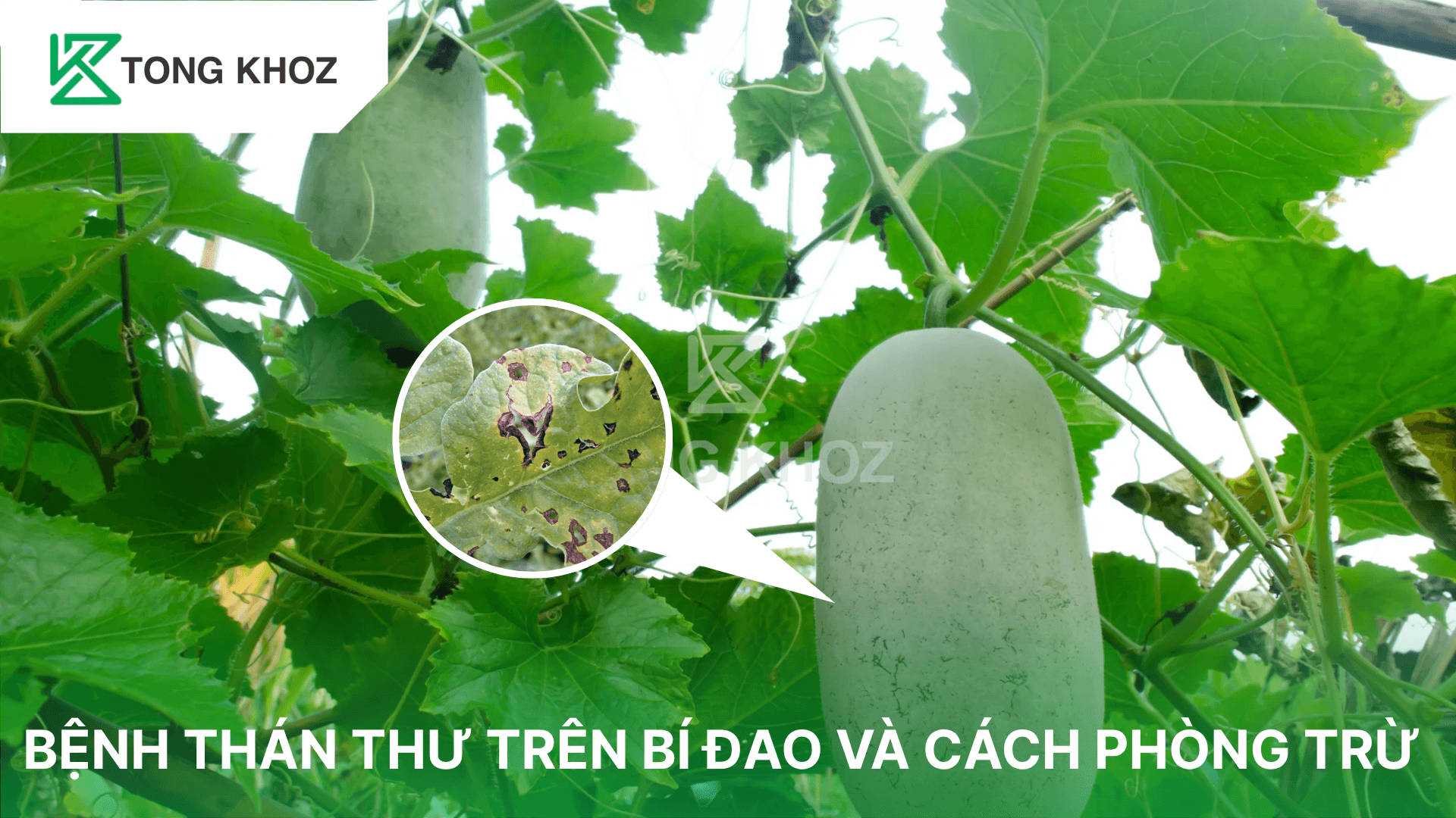 BỆNH THÁN THƯ TRÊN BÍ ĐAO VÀ CÁCH PHÒNG TRỪ