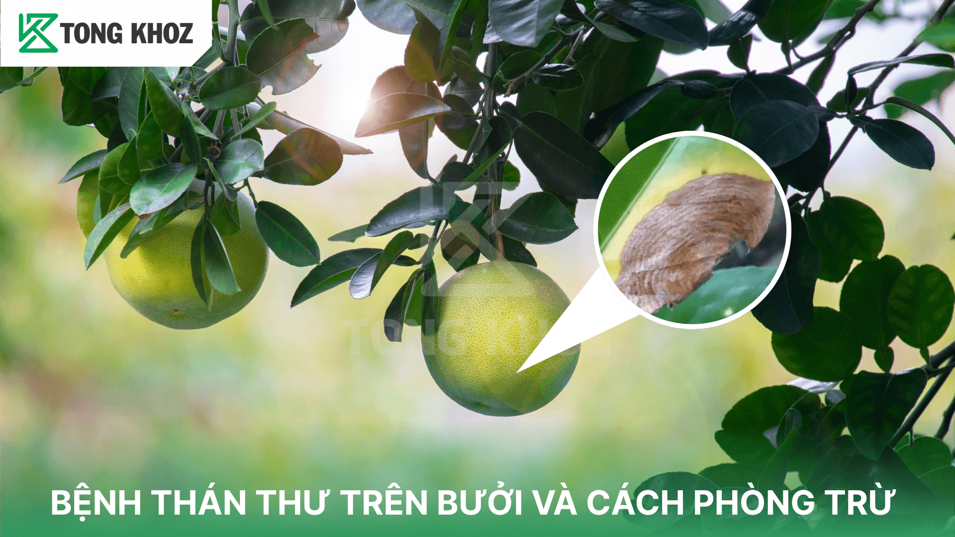 BỆNH THÁN THƯ TRÊN BƯỞI VÀ CÁCH PHÒNG TRỪ
