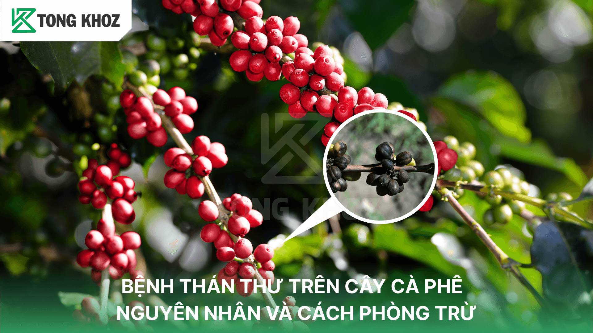 BỆNH THÁN THƯ TRÊN CÂY CÀ PHÊ – NGUYÊN NHÂN VÀ CÁCH PHÒNG TRỪ