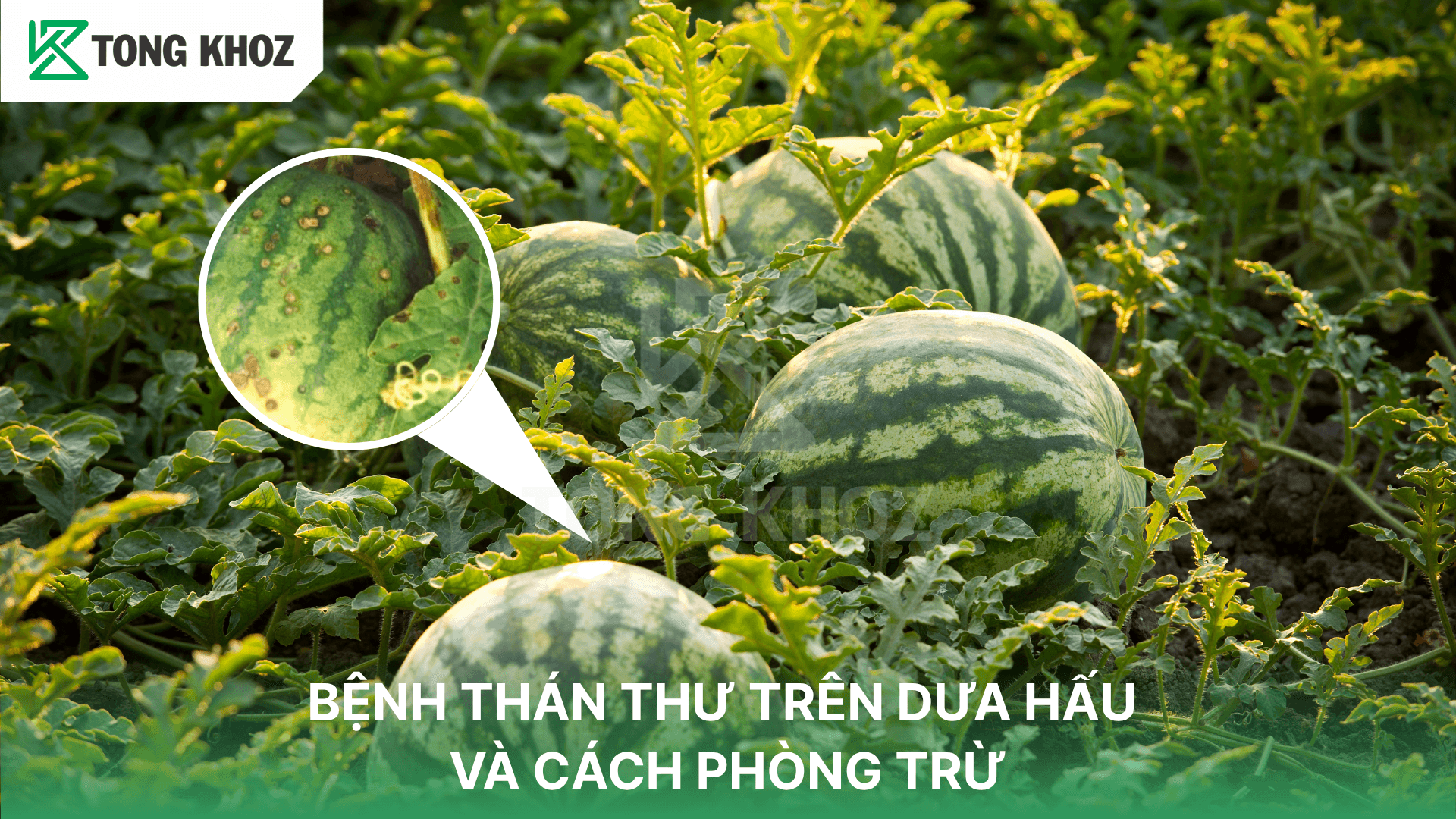 BỆNH THÁN THƯ TRÊN DƯA HẤU VÀ CÁCH PHÒNG TRỪ
