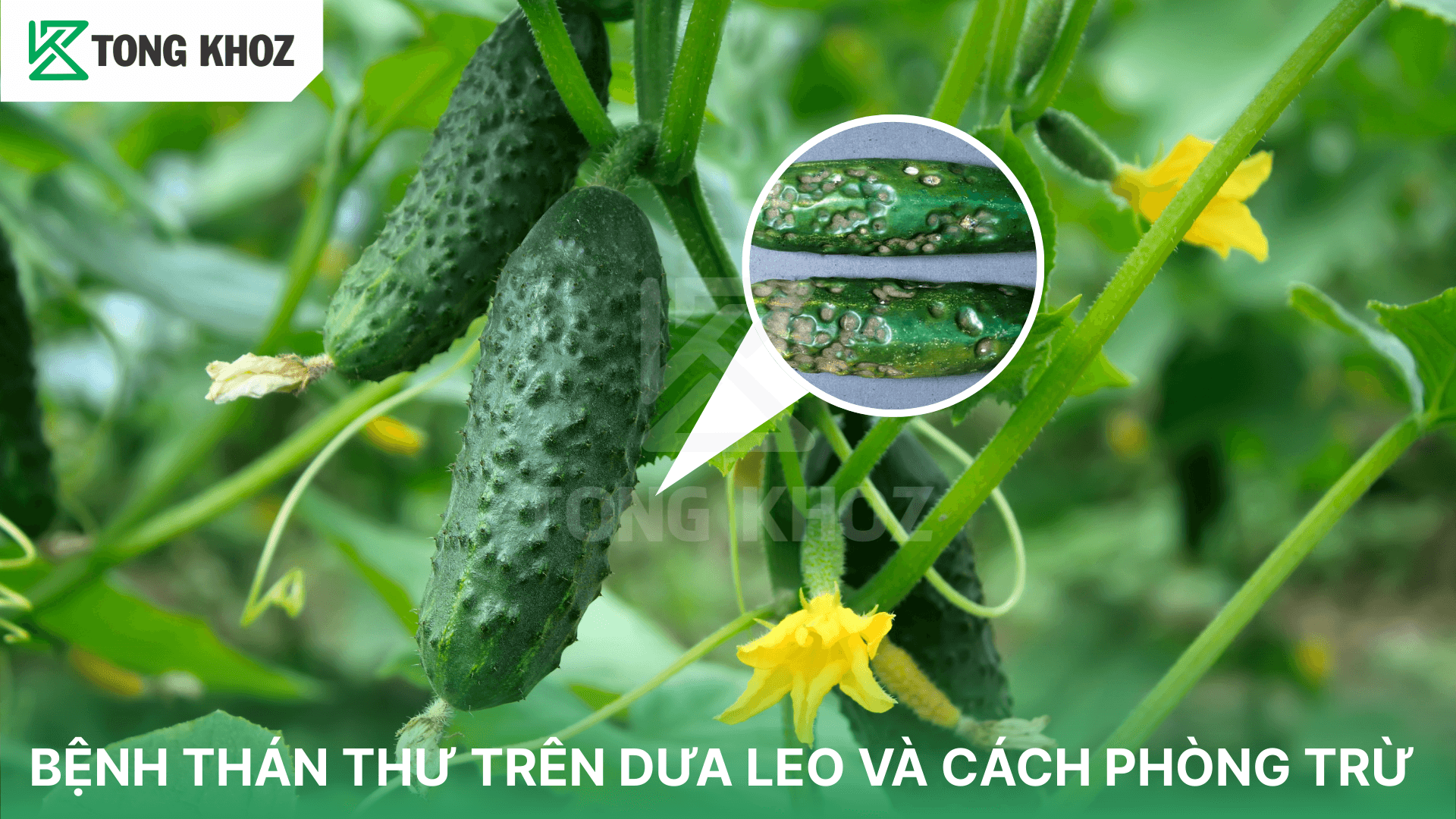 BỆNH THÁN THƯ TRÊN DƯA LEO VÀ CÁCH PHÒNG TRỪ