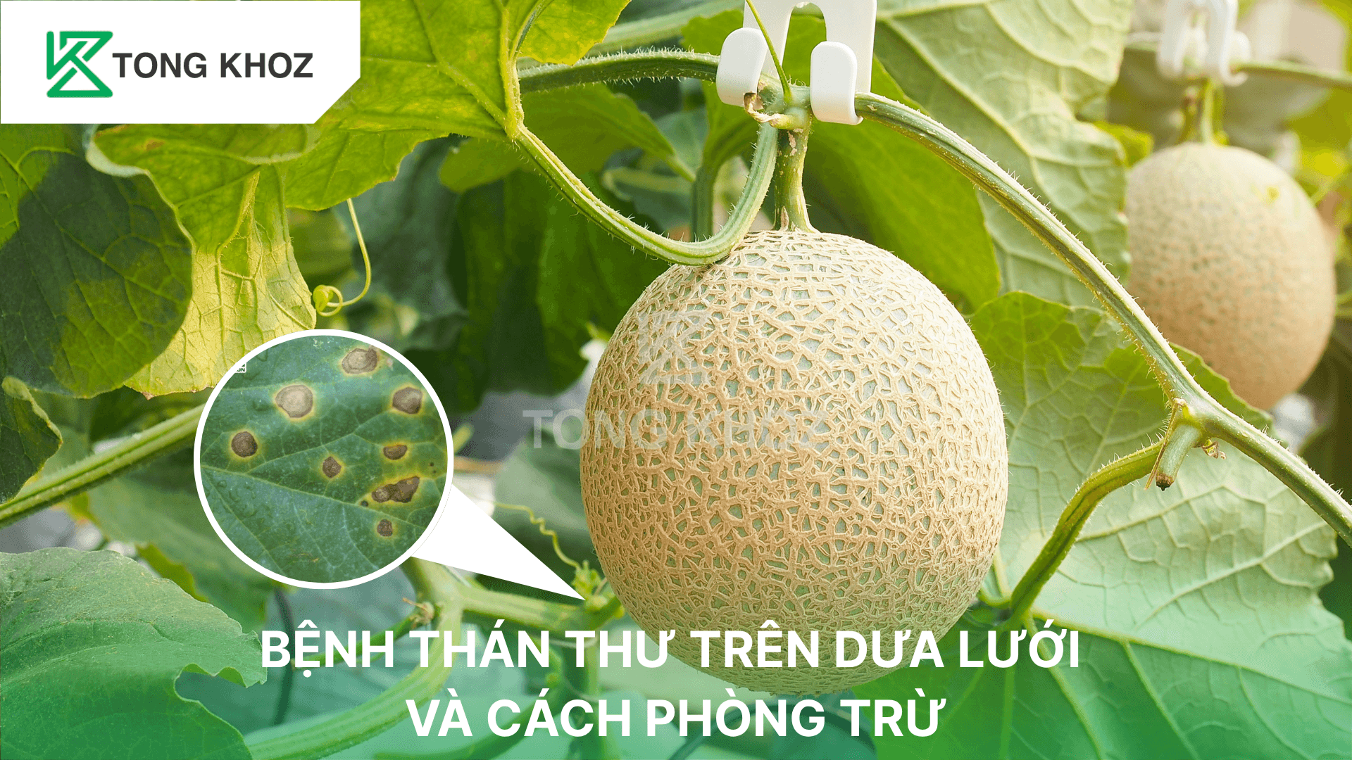 BỆNH THÁN THƯ TRÊN DƯA LƯỚI VÀ CÁCH PHÒNG TRỪ