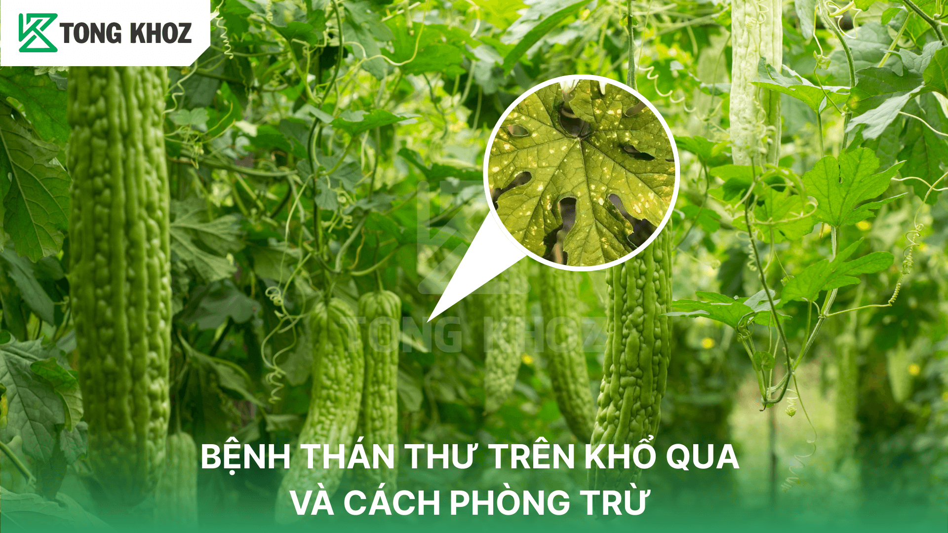 BỆNH THÁN THƯ TRÊN KHỔ QUA VÀ CÁCH PHÒNG TRỪ