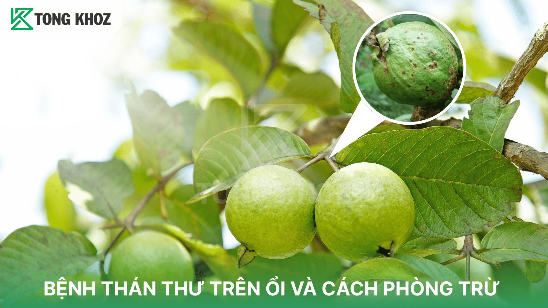 BỆNH THÁN THƯ TRÊN ỔI VÀ CÁCH PHÒNG TRỪ