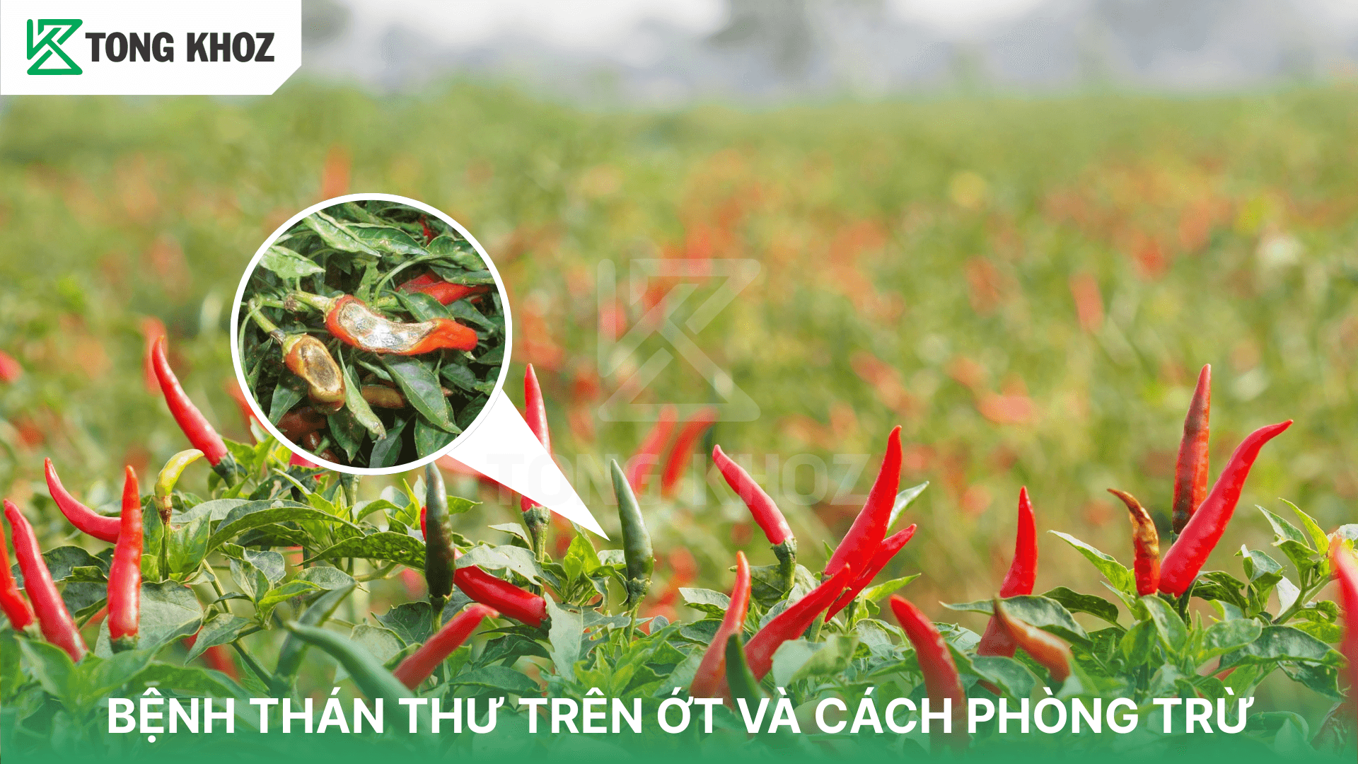 BỆNH THÁN THƯ TRÊN ỚT VÀ CÁCH PHÒNG TRỪ