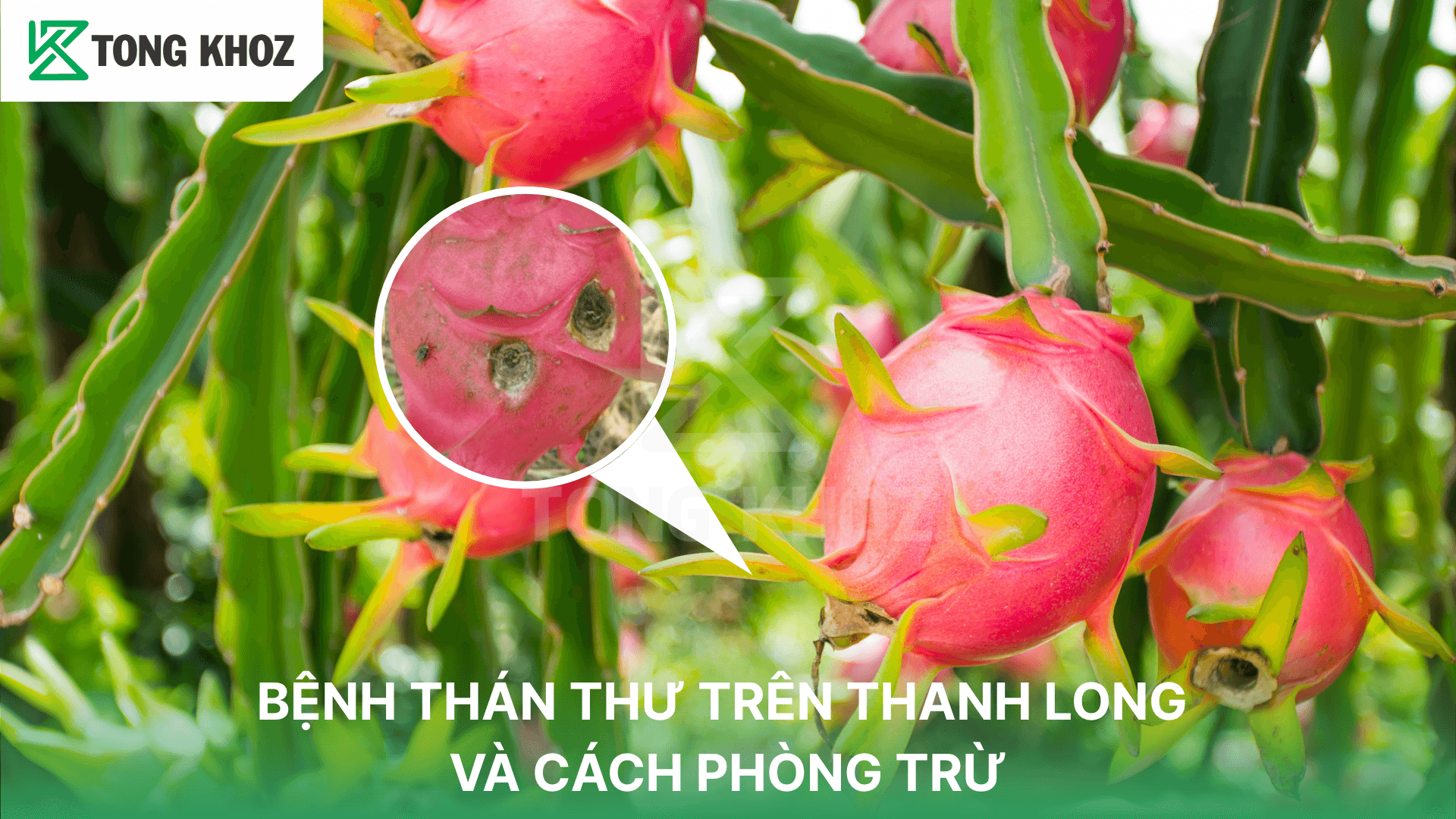 BỆNH THÁN THƯ TRÊN THANH LONG VÀ CÁCH PHÒNG TRỪ