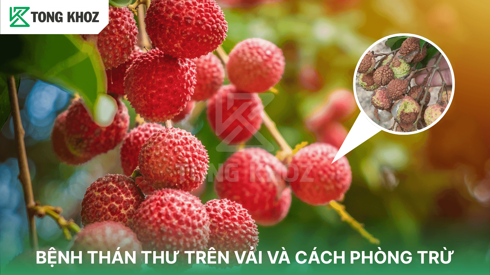 BỆNH THÁN THƯ TRÊN VẢI VÀ CÁCH PHÒNG TRỪ