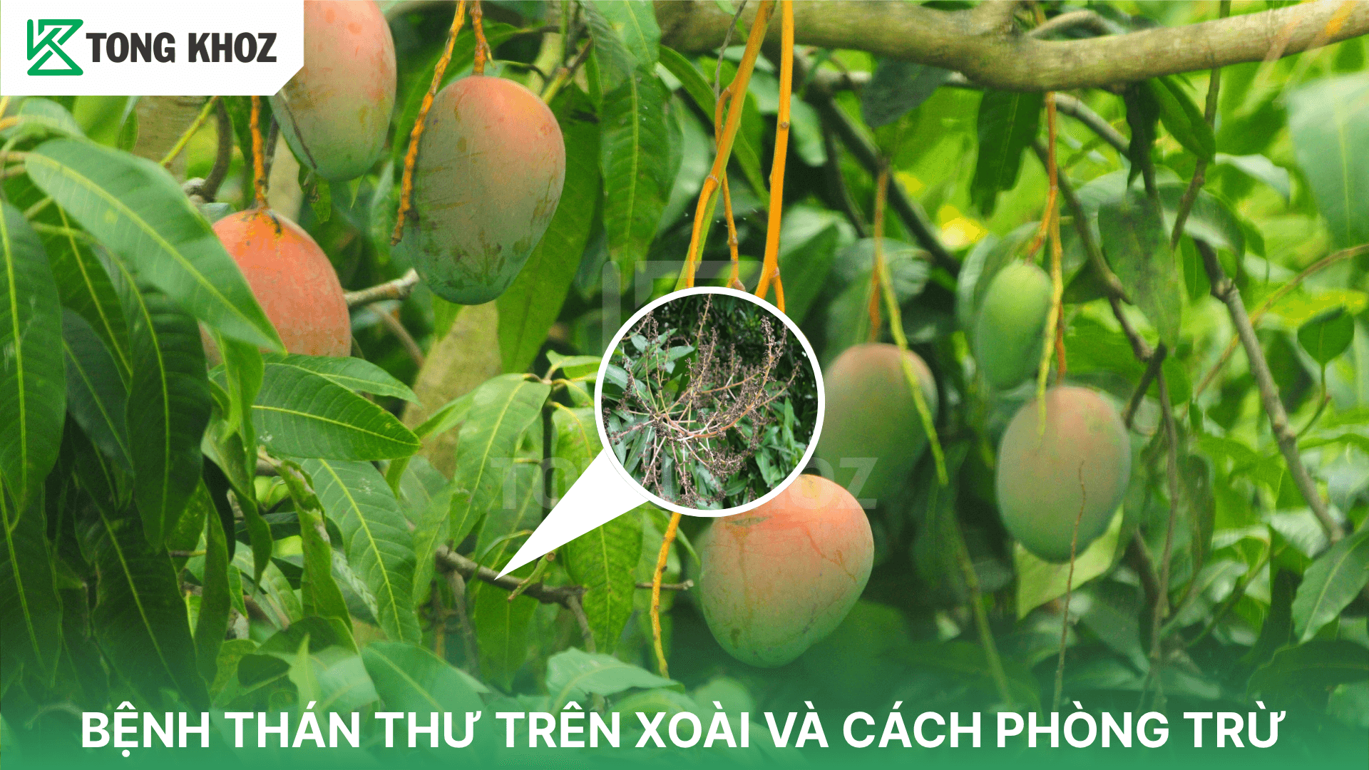BỆNH THÁN THƯ TRÊN XOÀI VÀ CÁCH PHÒNG TRỪ