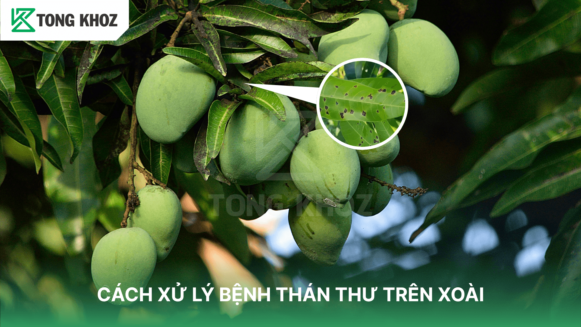 CÁCH XỬ LÝ BỆNH THÁN THƯ TRÊN XOÀI