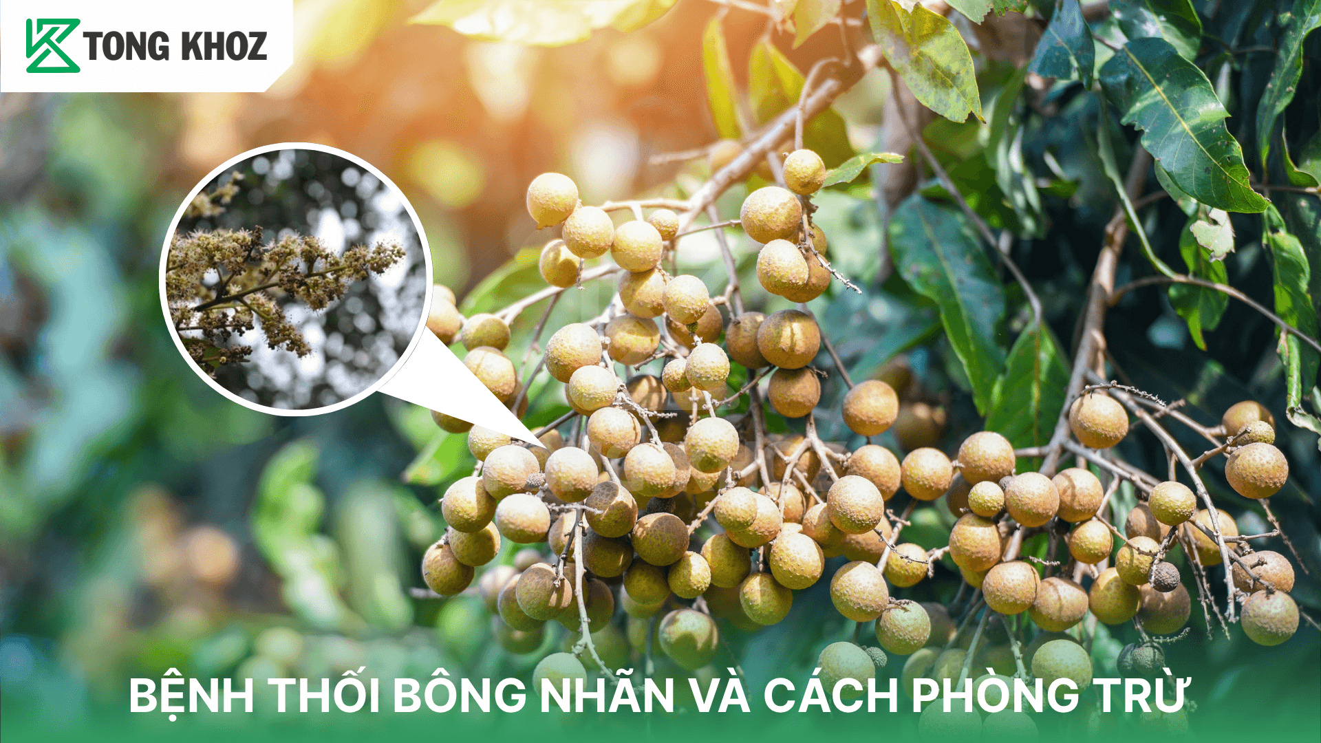 BỆNH THỐI BÔNG NHÃN VÀ CÁCH PHÒNG TRỪ
