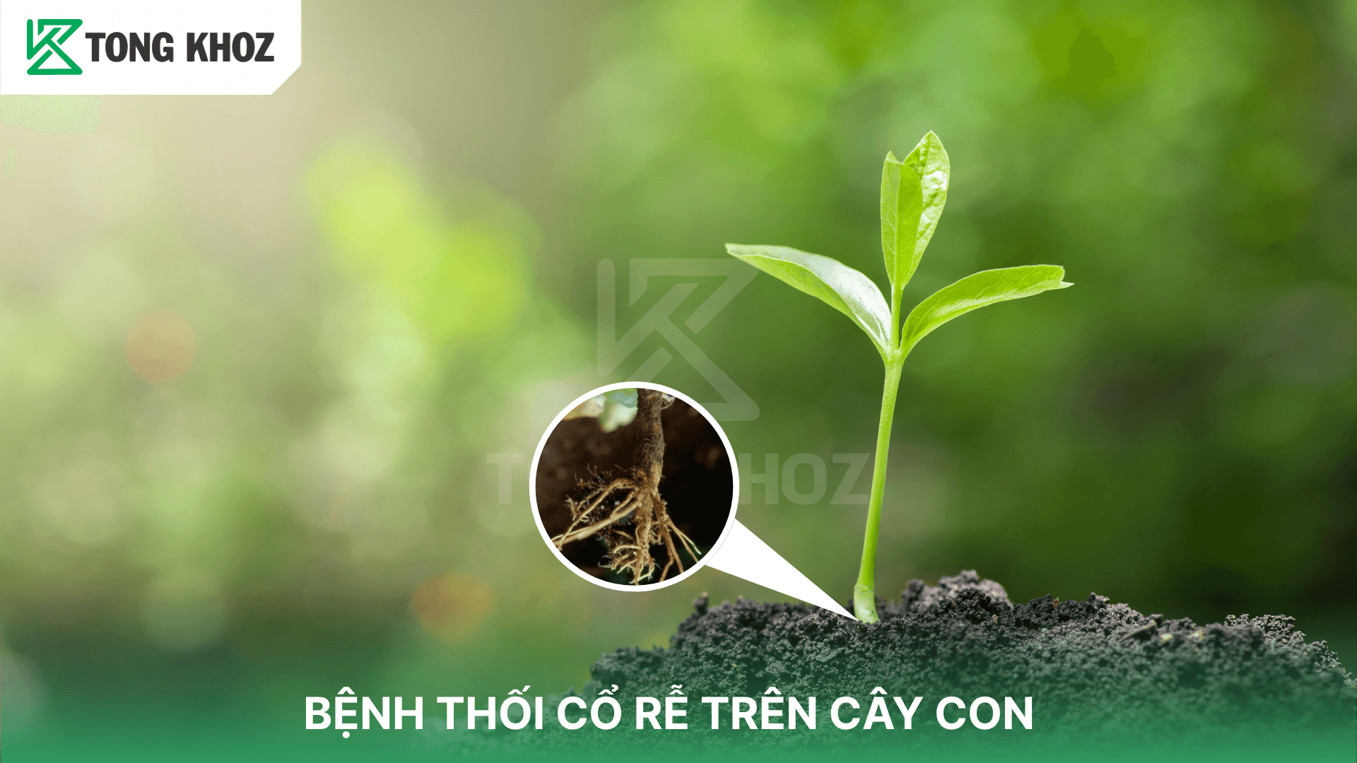 BỆNH THỐI CỔ RỄ TRÊN CÂY CON
