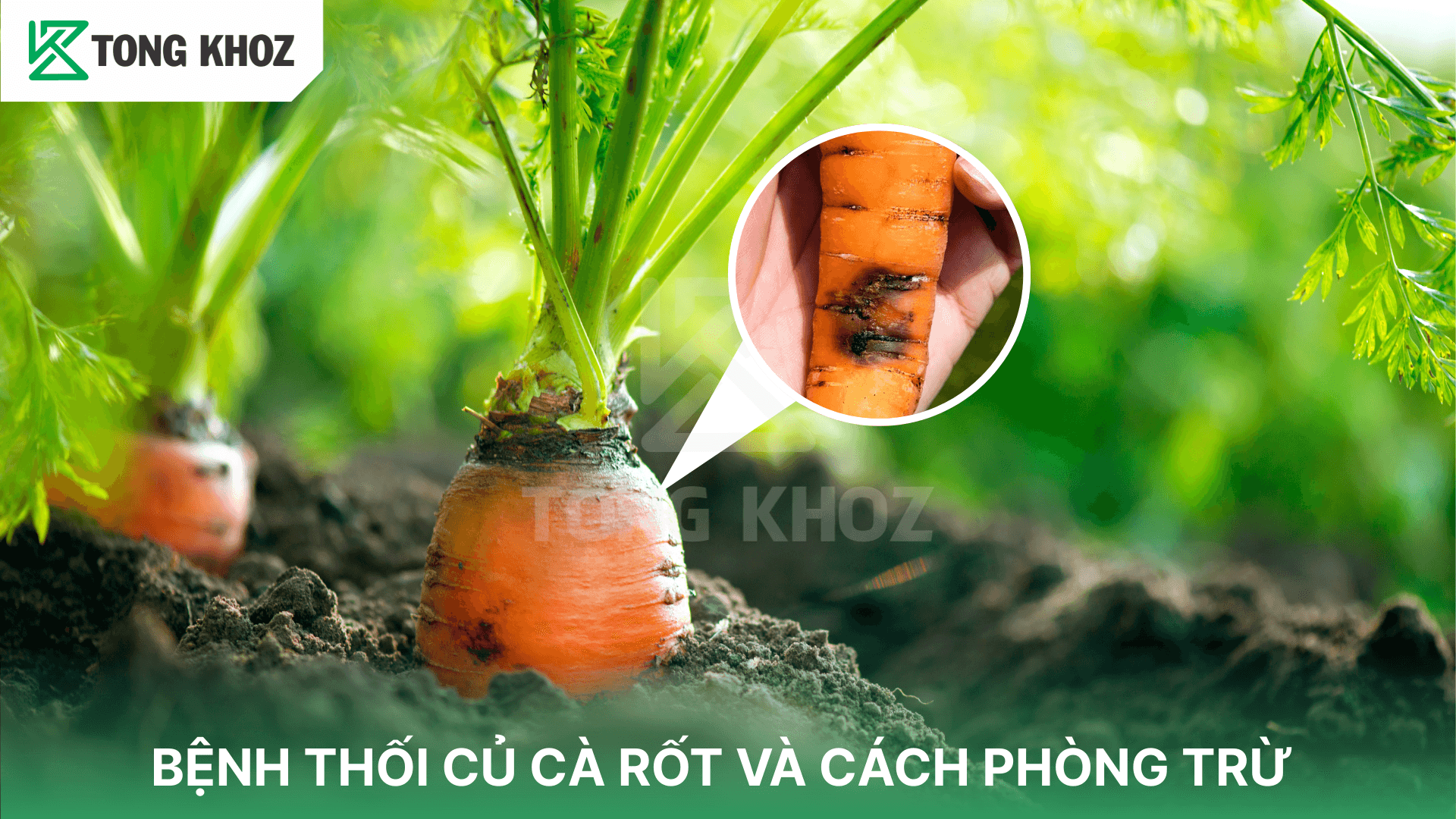 BỆNH THỐI CỦ CÀ RỐT VÀ CÁCH PHÒNG TRỪ