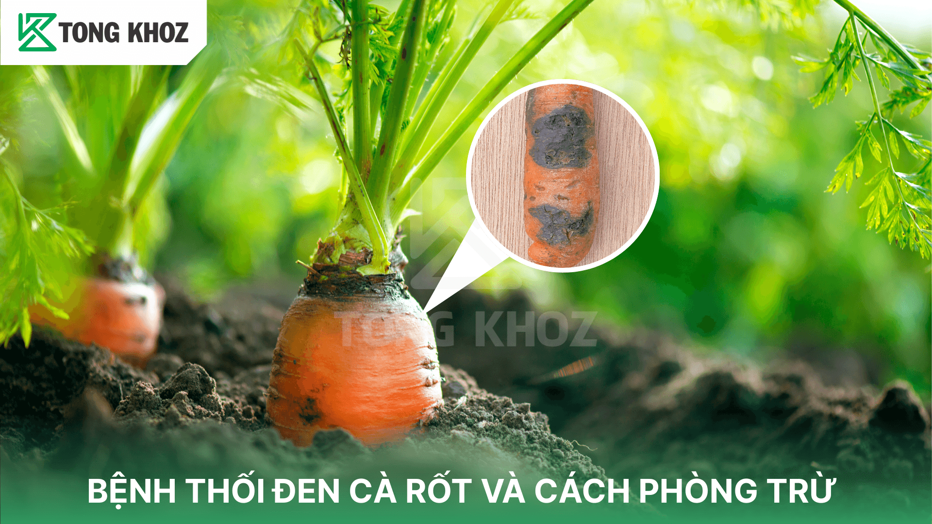 BỆNH THỐI ĐEN CÀ RỐT VÀ CÁCH PHÒNG TRỪ