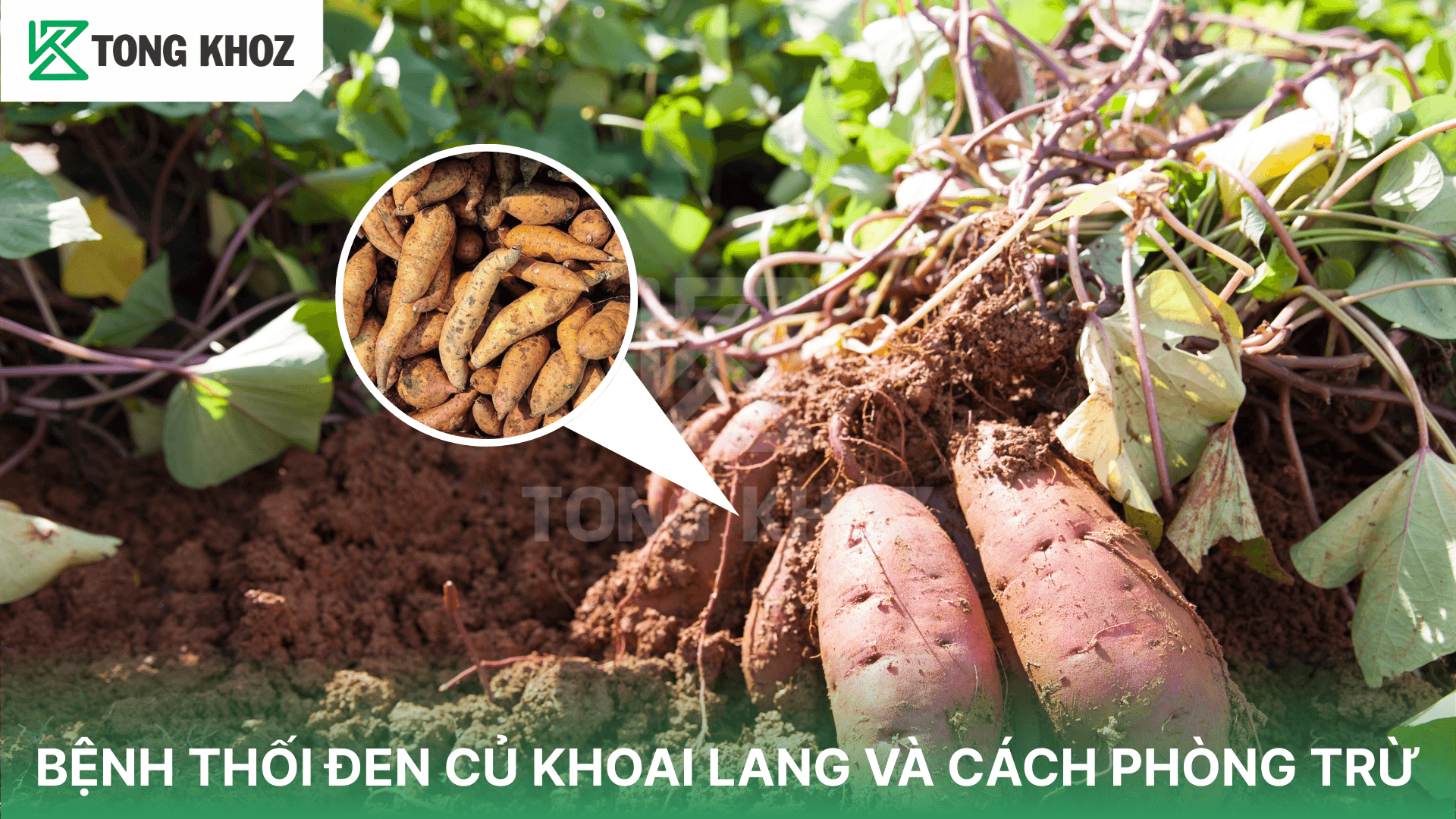 BỆNH THỐI ĐEN CỦ KHOAI LANG VÀ CÁCH PHÒNG TRỪ