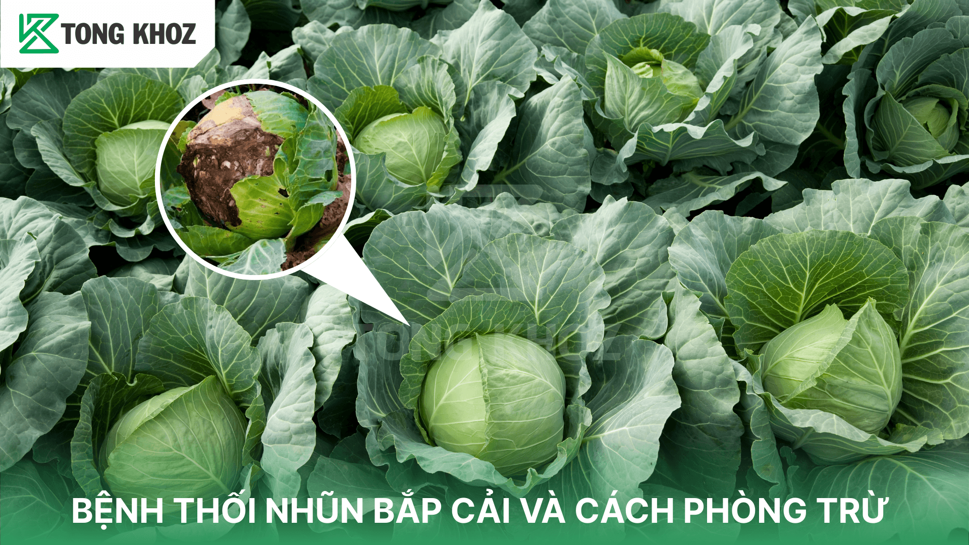 BỆNH THỐI NHŨN BẮP CẢI VÀ CÁCH PHÒNG TRỪ