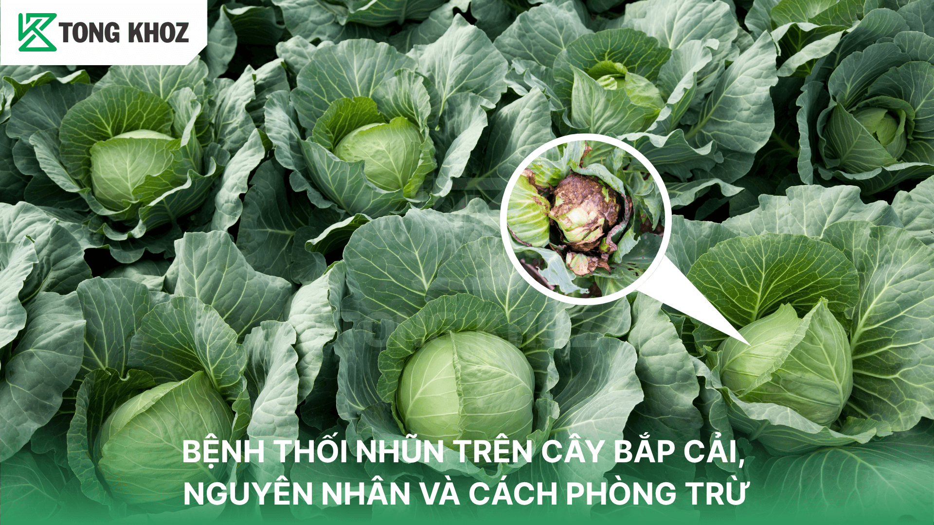 BỆNH THỐI NHŨN TRÊN CÂY BẮP CẢI, NGUYÊN NHÂN VÀ CÁCH PHÒNG TRỪ