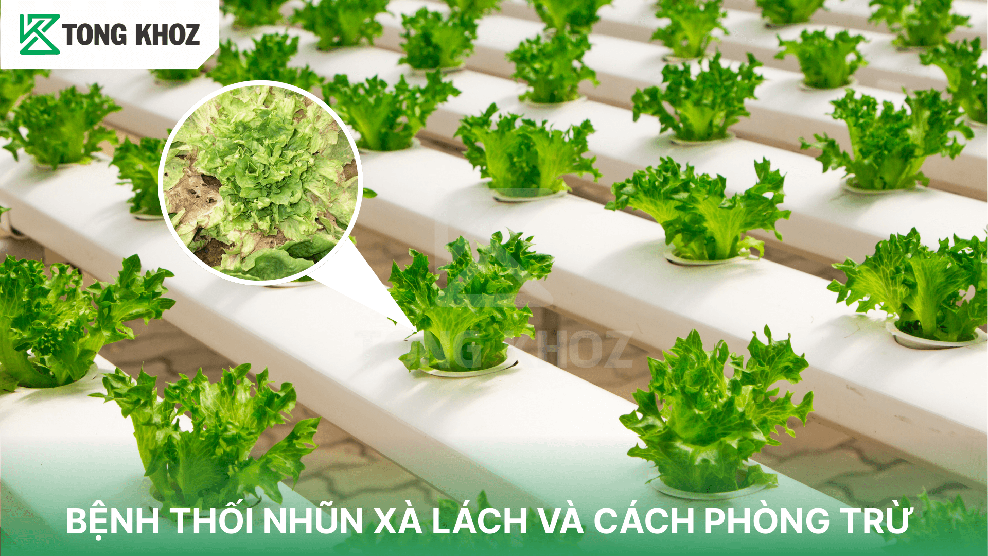 BỆNH THỐI NHŨN XÀ LÁCH VÀ CÁCH PHÒNG TRỪ