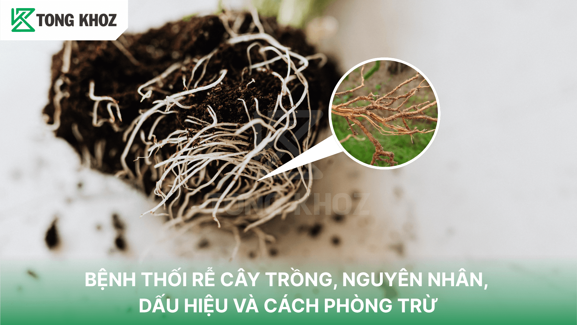 BỆNH THỐI RỄ CÂY TRỒNG, NGUYÊN NHÂN, DẤU HIỆU VÀ CÁCH PHÒNG TRỪ