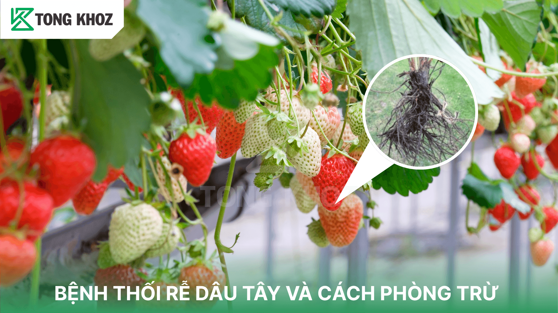 BỆNH THỐI RỄ DÂU TÂY VÀ CÁCH PHÒNG TRỪ
