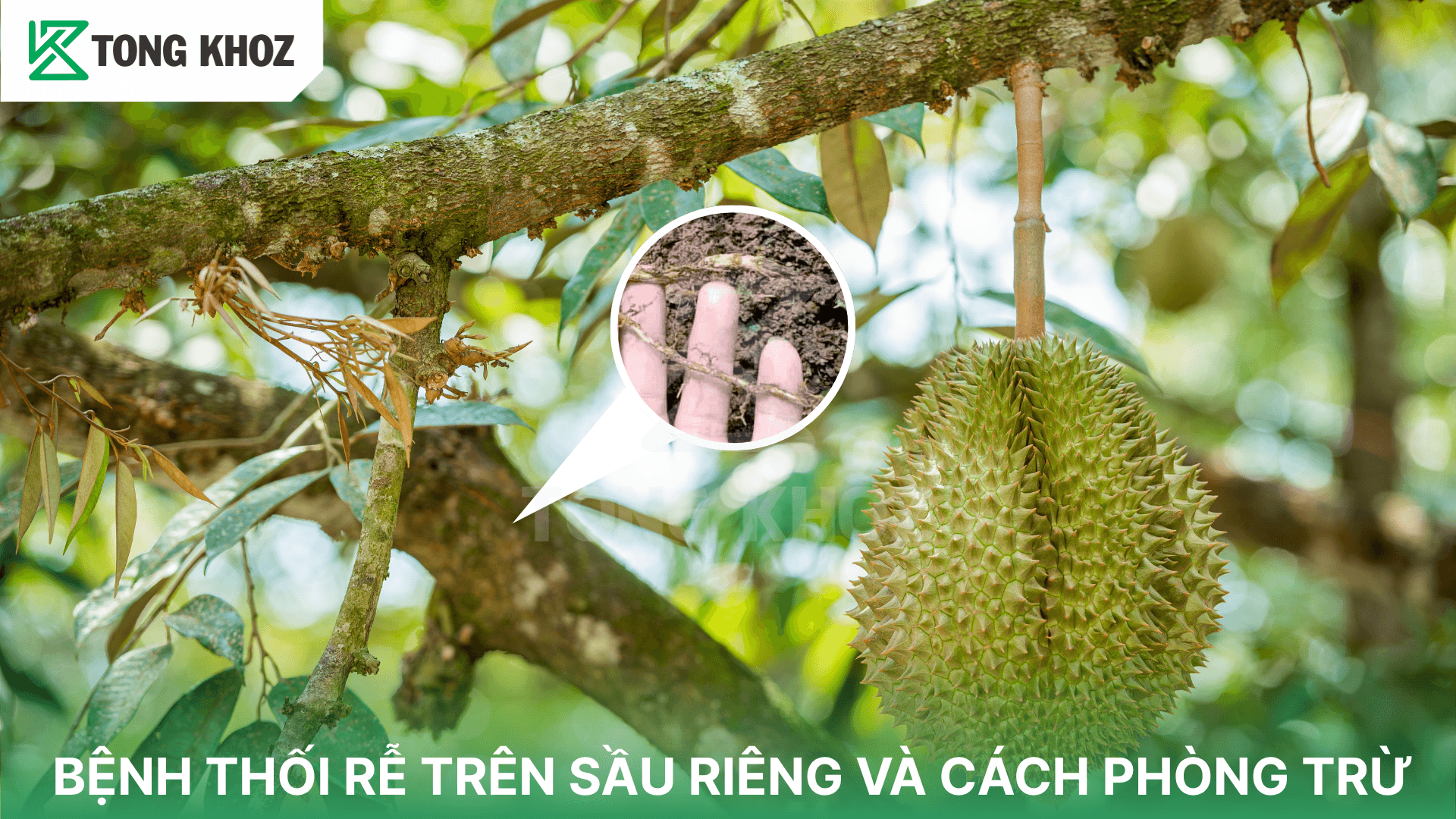 BỆNH THỐI RỄ TRÊN SẦU RIÊNG VÀ CÁCH PHÒNG TRỪ