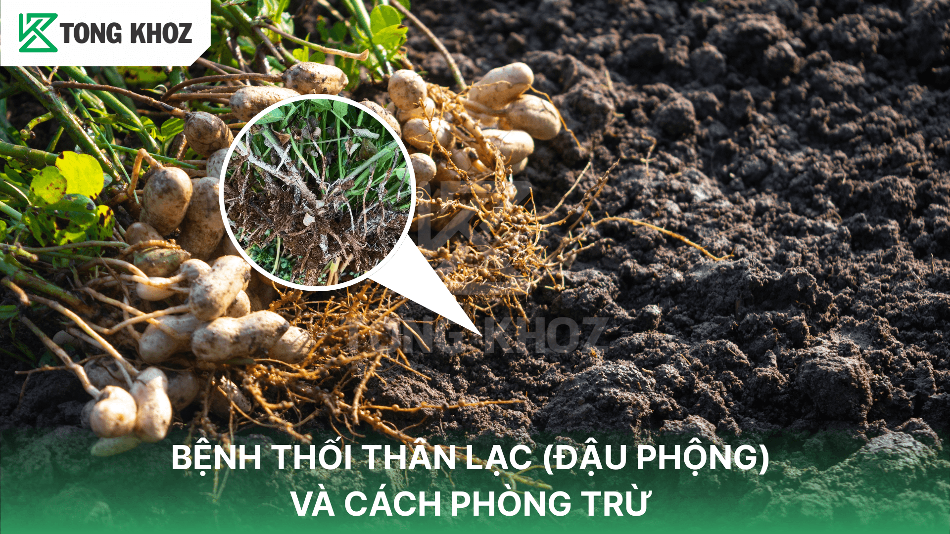 BỆNH THỐI THÂN LẠC (ĐẬU PHỘNG) VÀ CÁCH PHÒNG TRỪ
