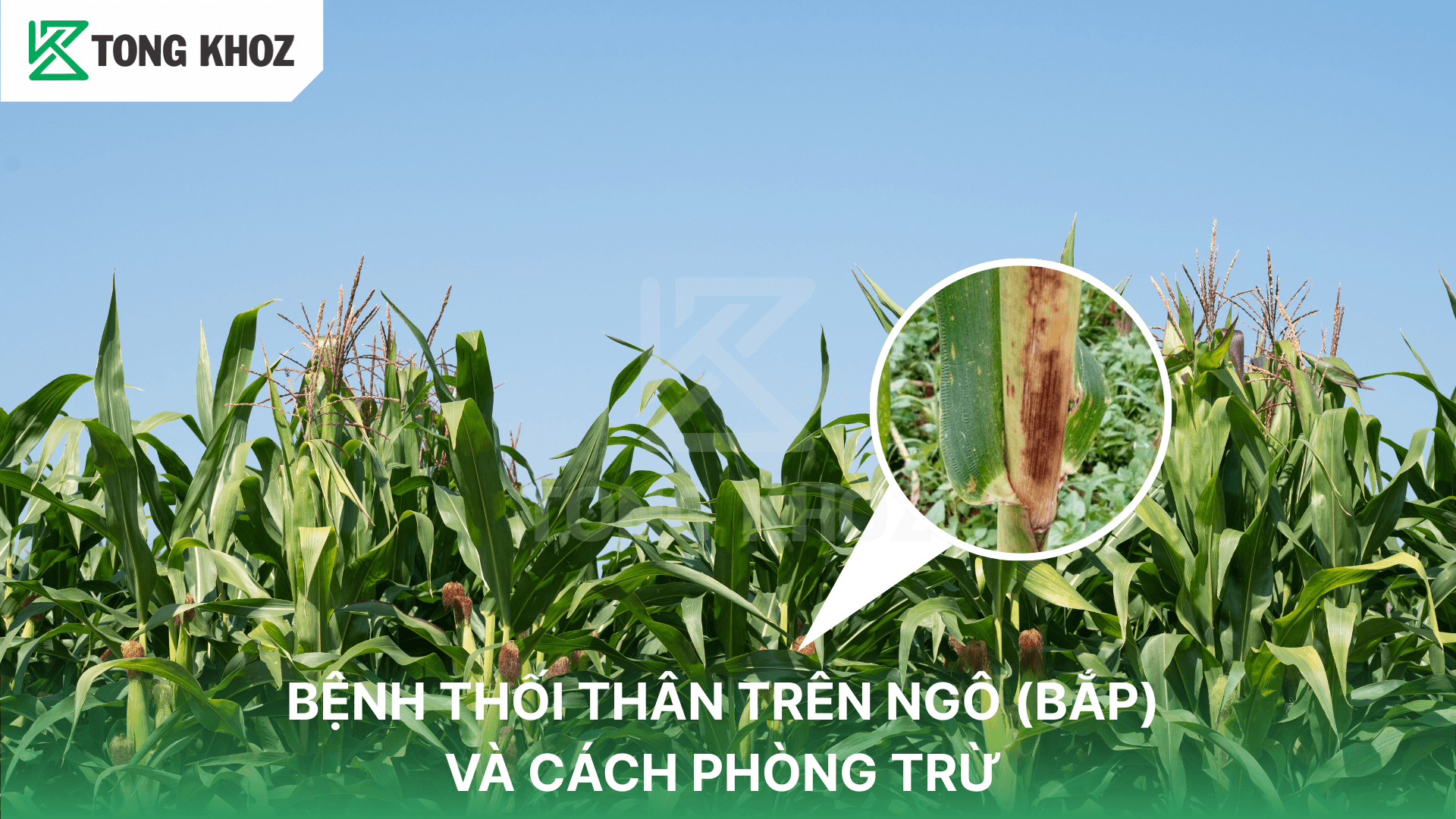 BỆNH THỐI THÂN TRÊN NGÔ (BẮP) VÀ CÁCH PHÒNG TRỪ