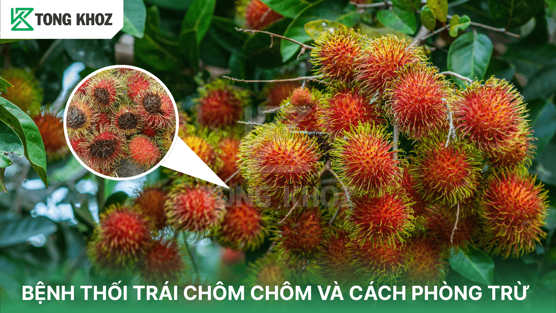 BỆNH THỐI TRÁI CHÔM CHÔM VÀ CÁCH PHÒNG TRỪ