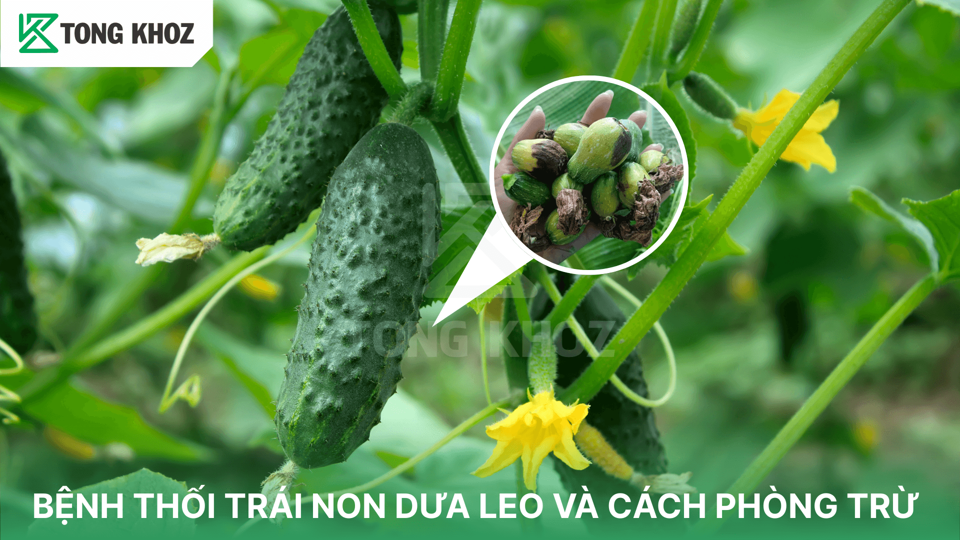 BỆNH THỐI TRÁI NON DƯA LEO VÀ CÁCH PHÒNG TRỪ