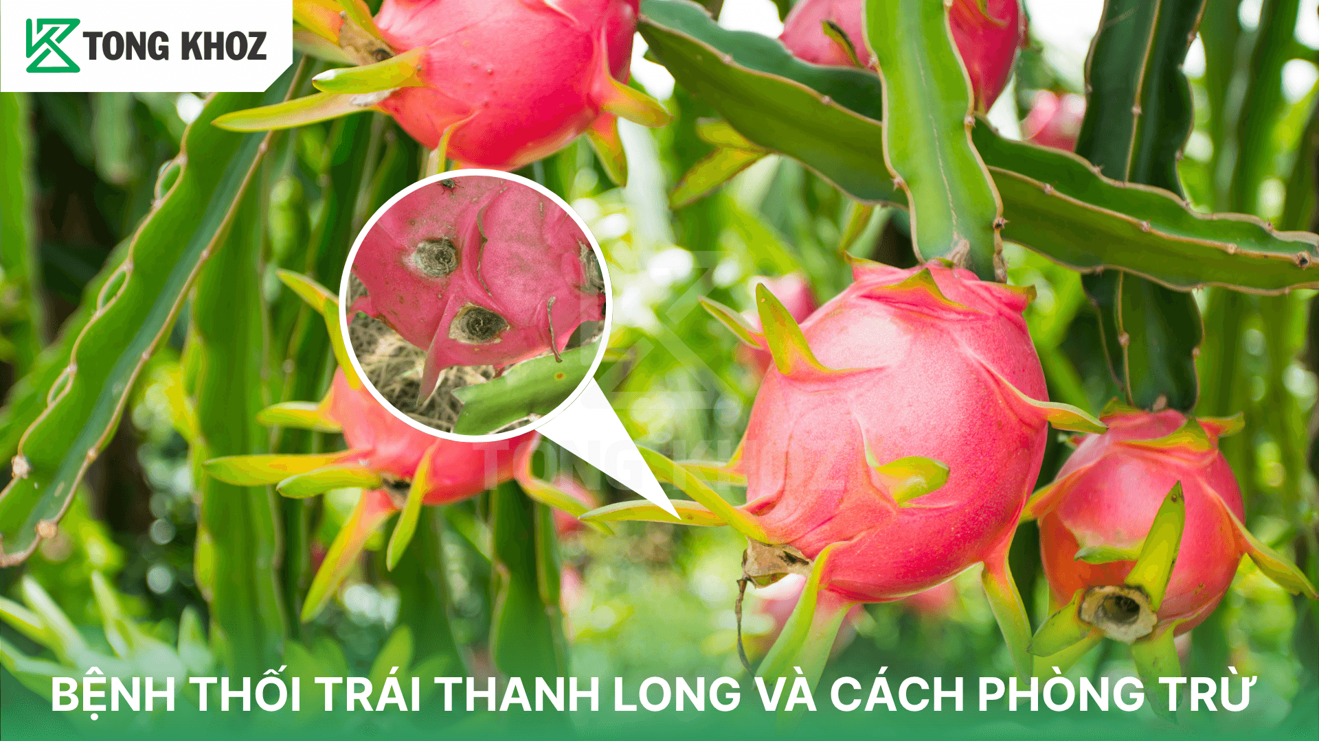 BỆNH THỐI TRÁI THANH LONG VÀ CÁCH PHÒNG TRỪ