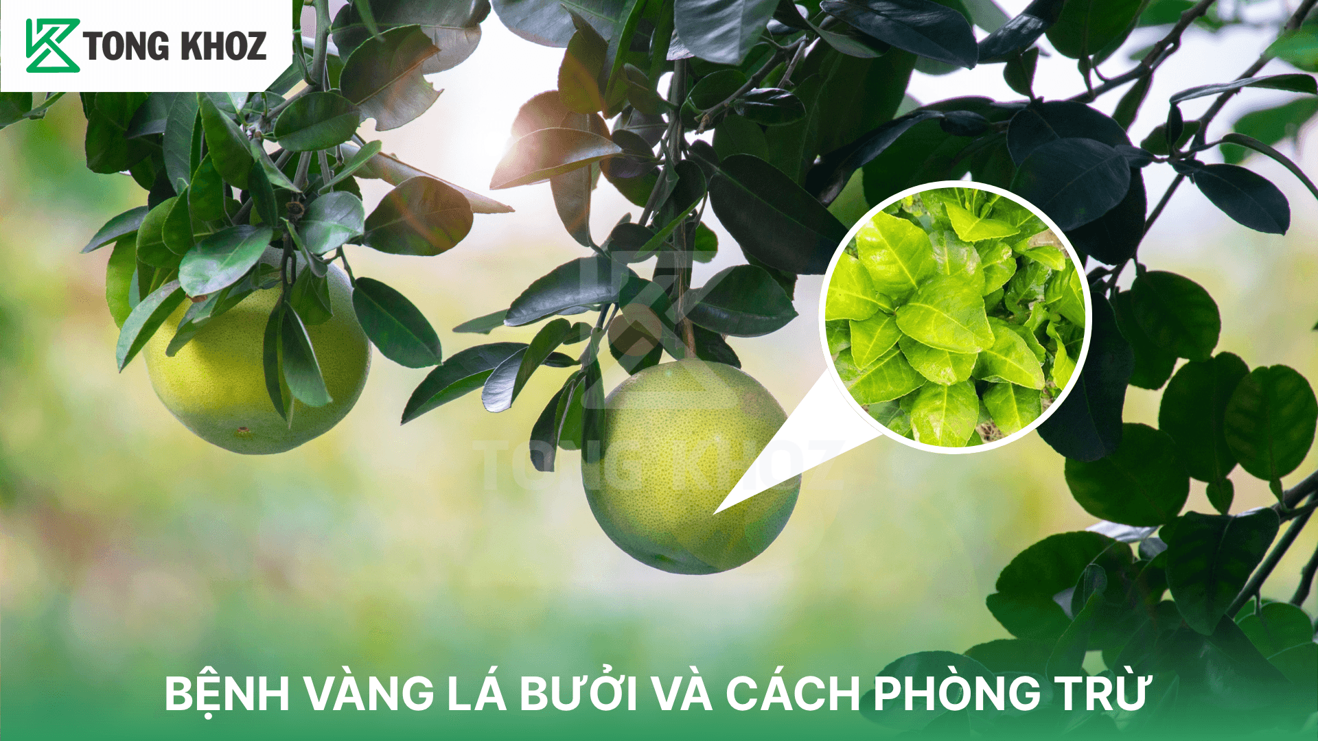 BỆNH VÀNG LÁ BƯỞI VÀ CÁCH PHÒNG TRỪ